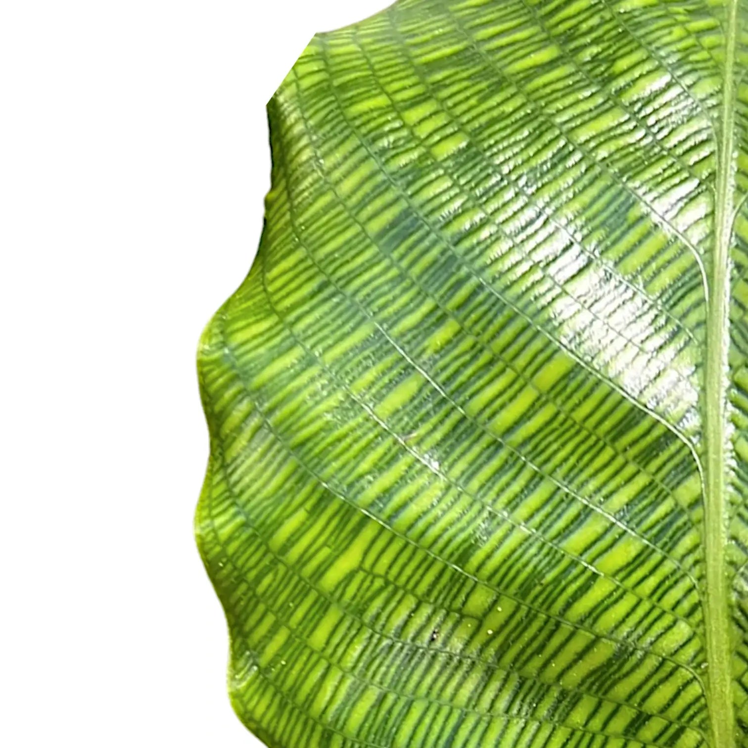 Goeppertia (Calathea) kegeljanii 'Network' leaf detail on white background.