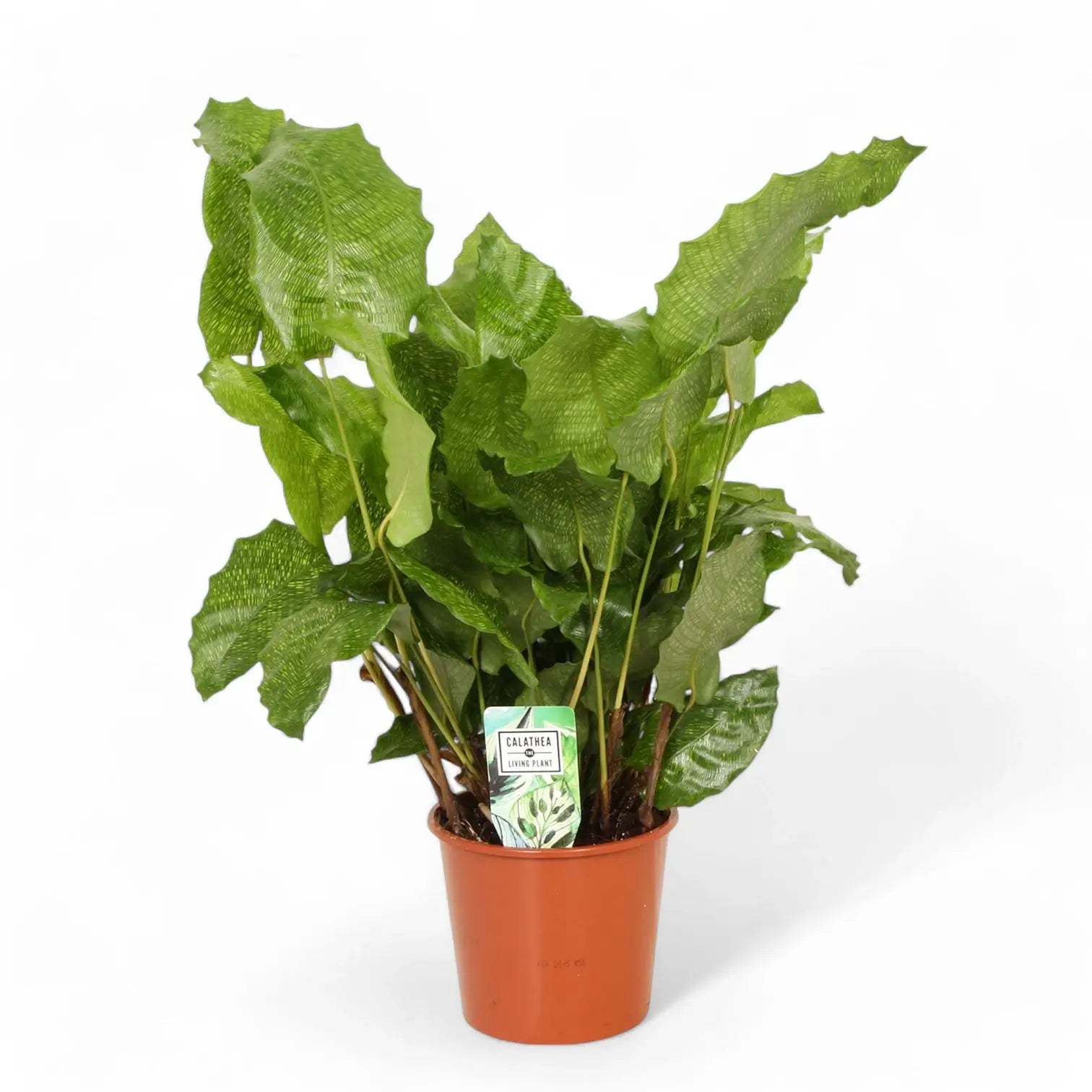 Goeppertia (Calathea) kegeljanii 'Network' potted plant in nursery pot on white background.