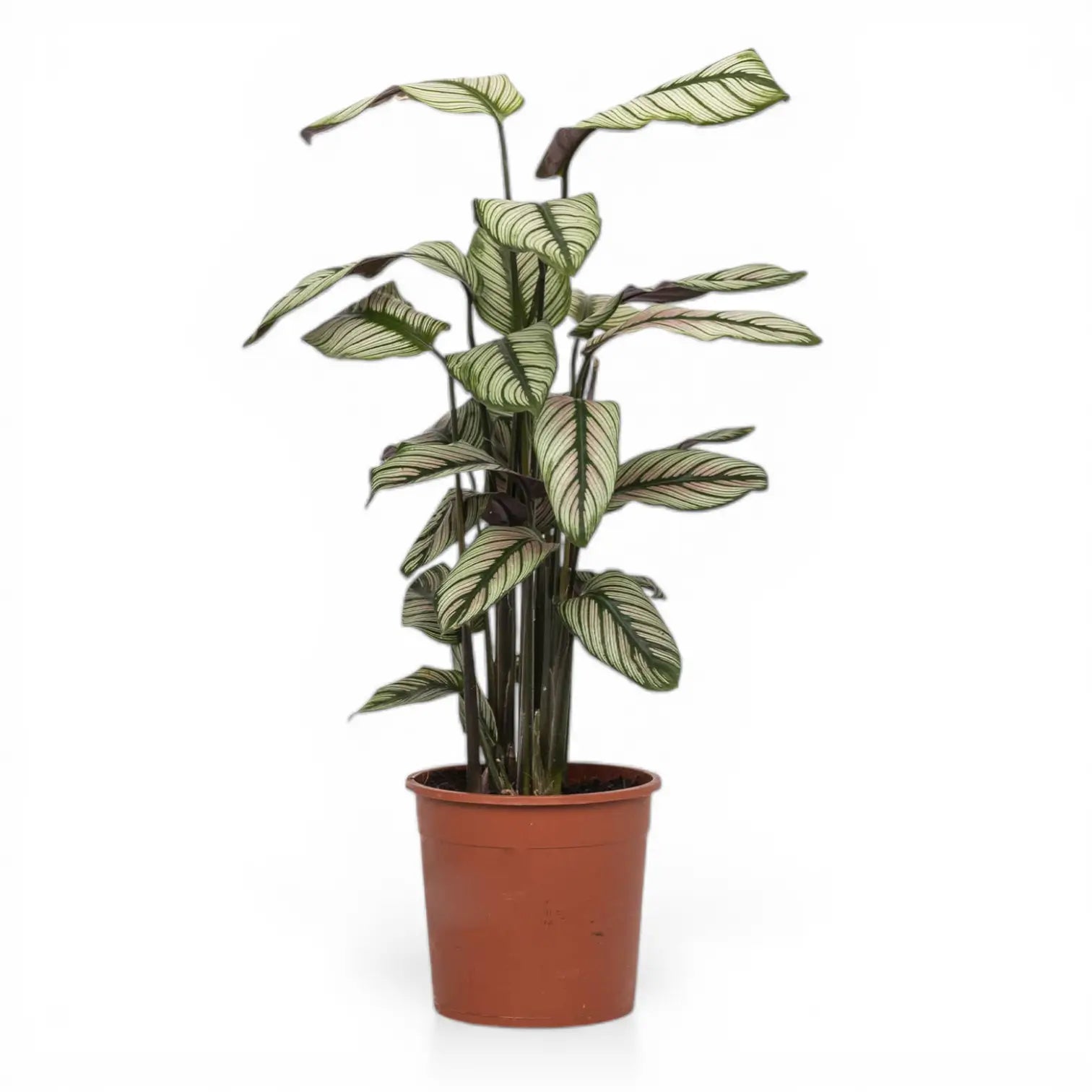 Goeppertia (Calathea) majestica 'Whitestar' potted plant in nursery pot on white background.