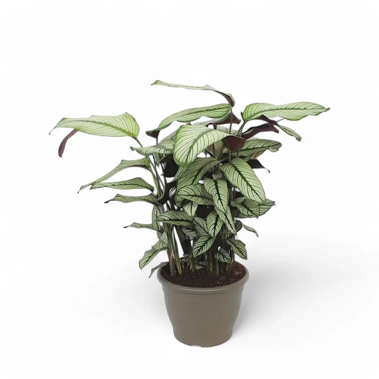 Goeppertia (Calathea) majestica 'Whitestar' potted plant in nursery pot on white background.
