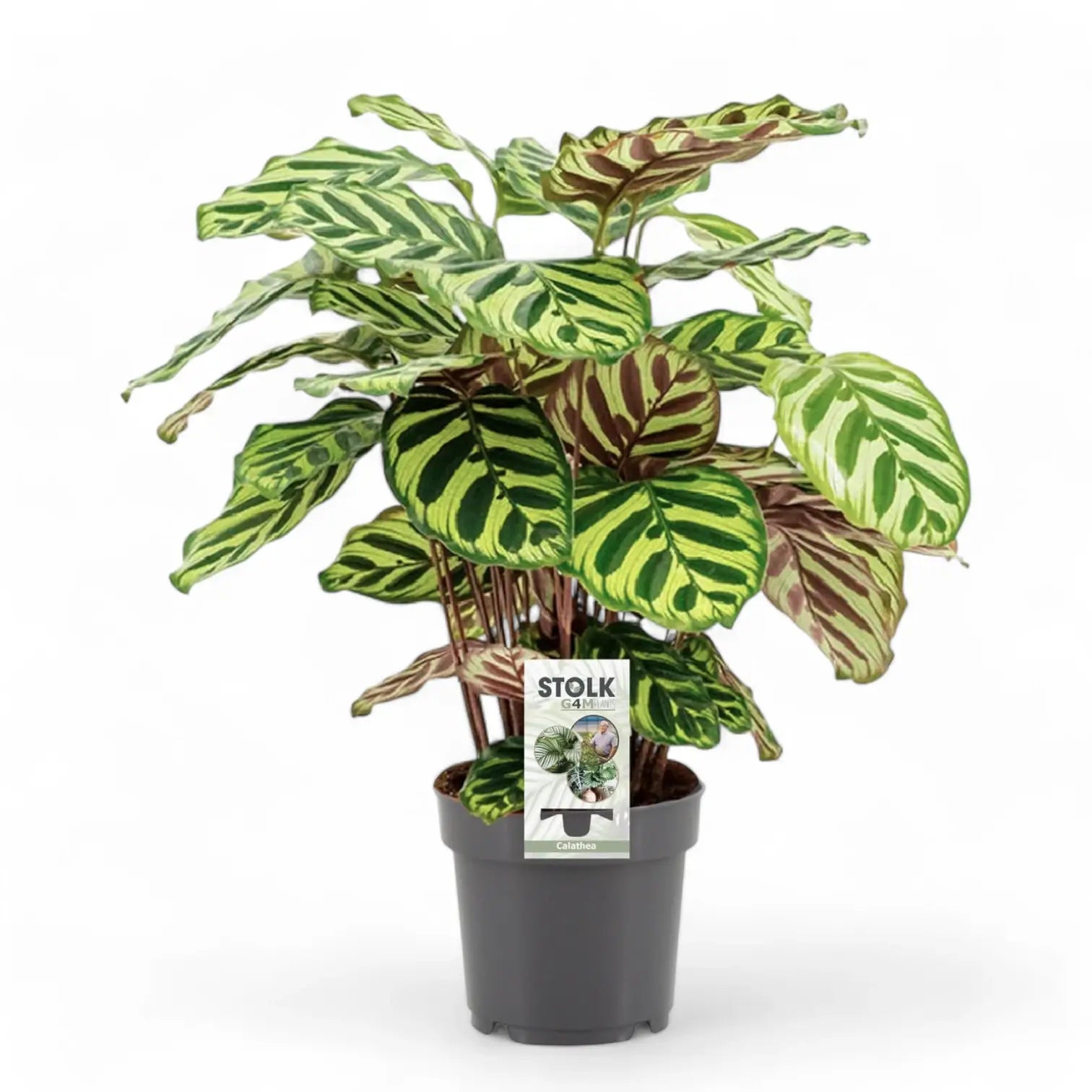 Goeppertia (Calathea) makoyana potted plant in nursery pot on white background.