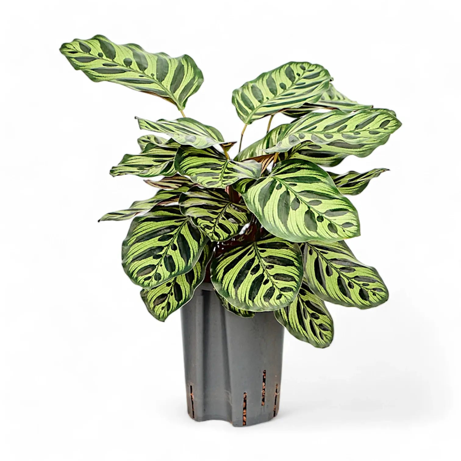 Goeppertia (Calathea) makoyana potted plant in nursery pot on white background.