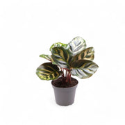 Goeppertia (Calathea) makoyana potted plant in nursery pot on white background.