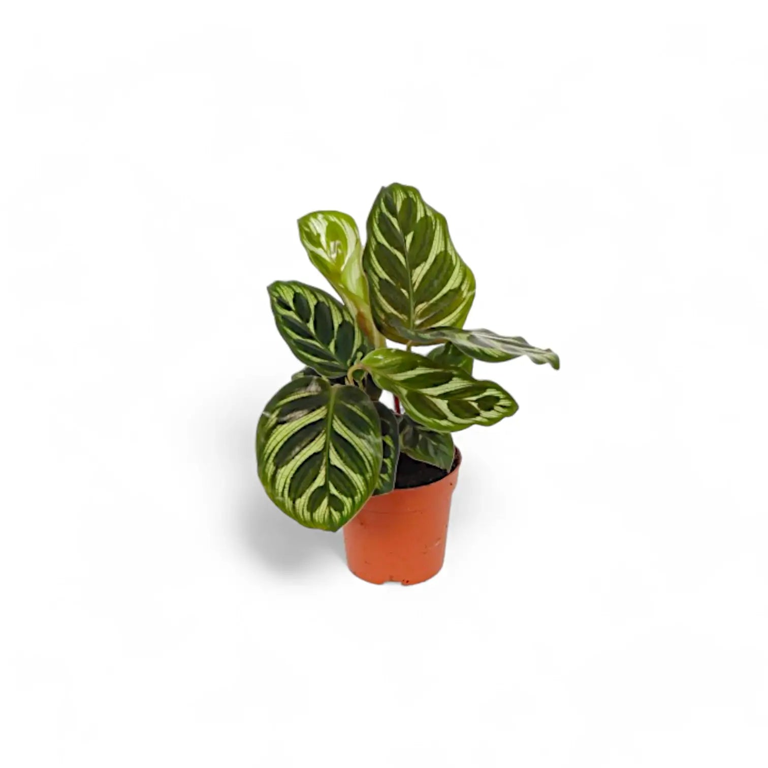 Goeppertia (Calathea) makoyana potted plant in nursery pot on white background.