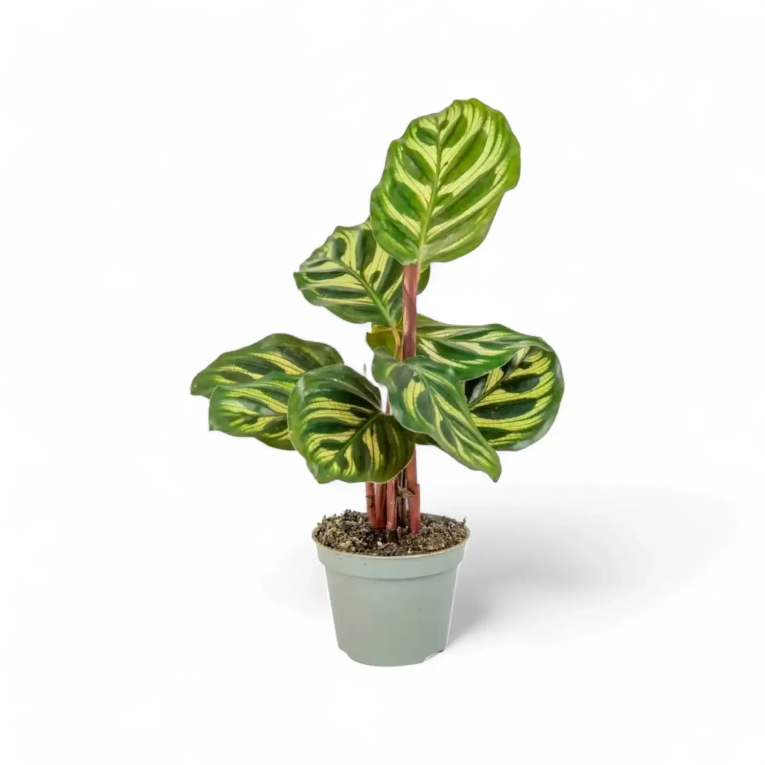 Goeppertia (Calathea) makoyana potted plant in nursery pot on white background.