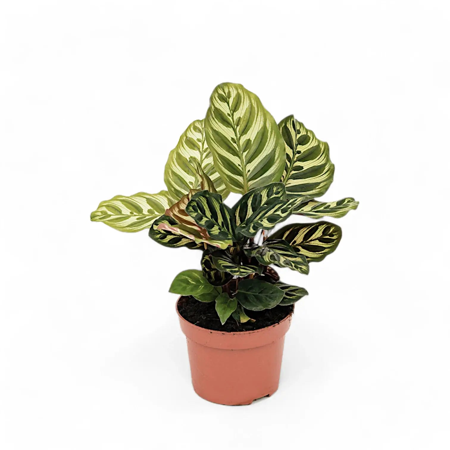 Goeppertia (Calathea) makoyana potted plant in nursery pot on white background.