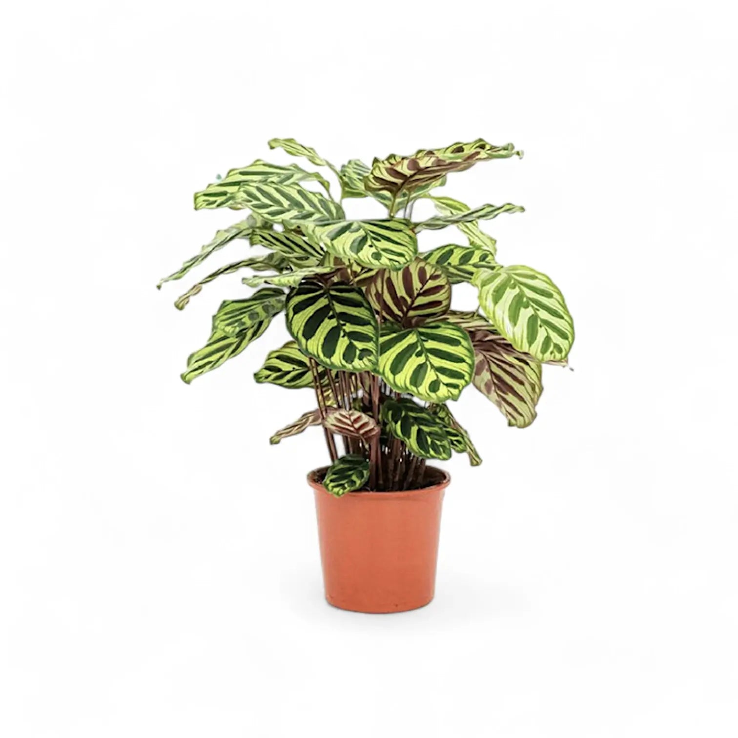 Goeppertia (Calathea) makoyana potted plant in nursery pot on white background.