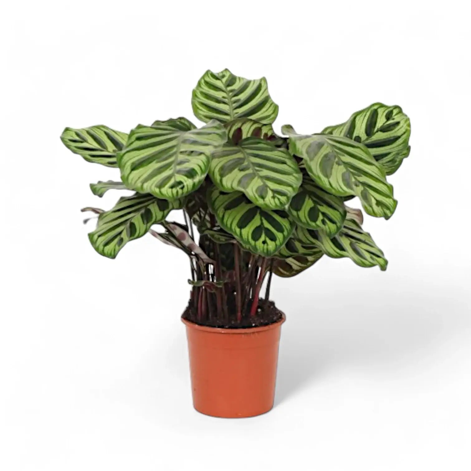 Goeppertia (Calathea) makoyana potted plant in nursery pot on white background.