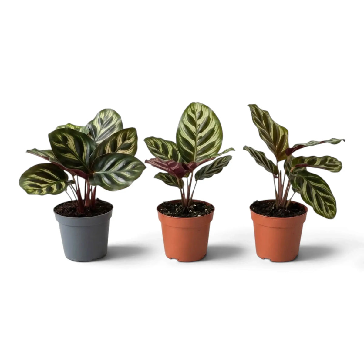 Three small Goeppertia makoyana plants with patterned leaves in pots