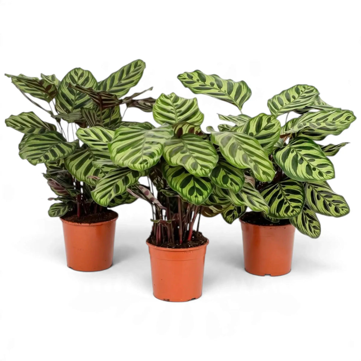 Three Goeppertia makoyana plants with patterned leaves in orange nursery pots