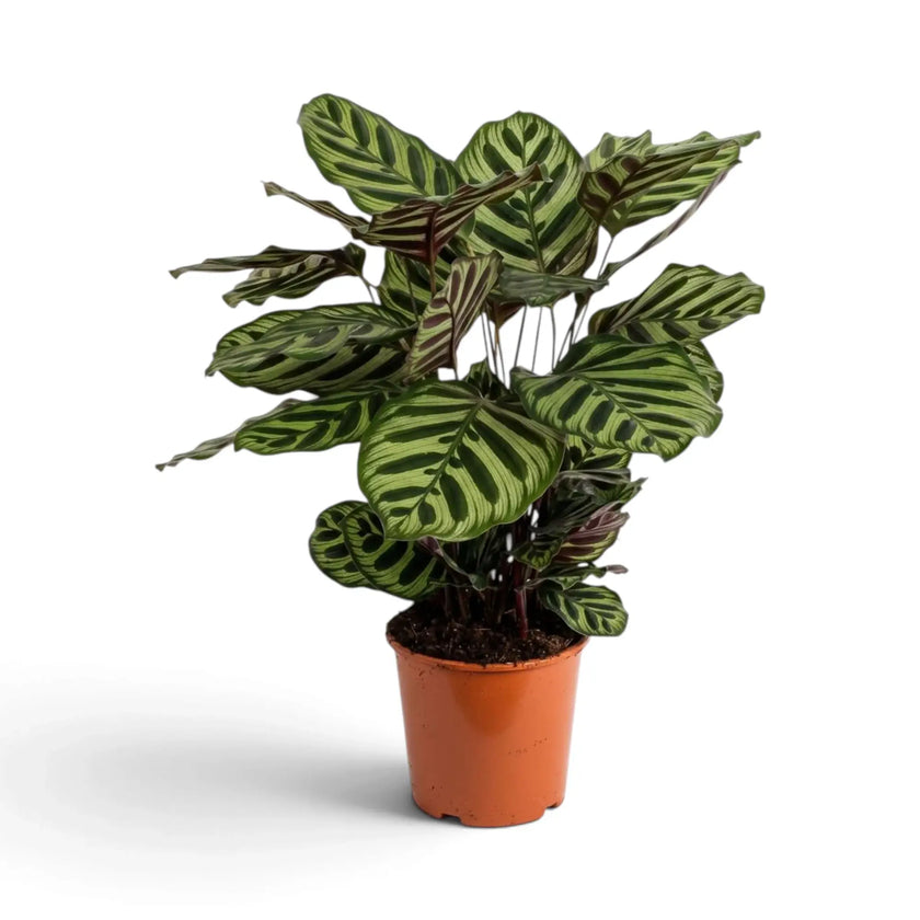 Goeppertia makoyana in a pot with pale green leaves and dark oval markings