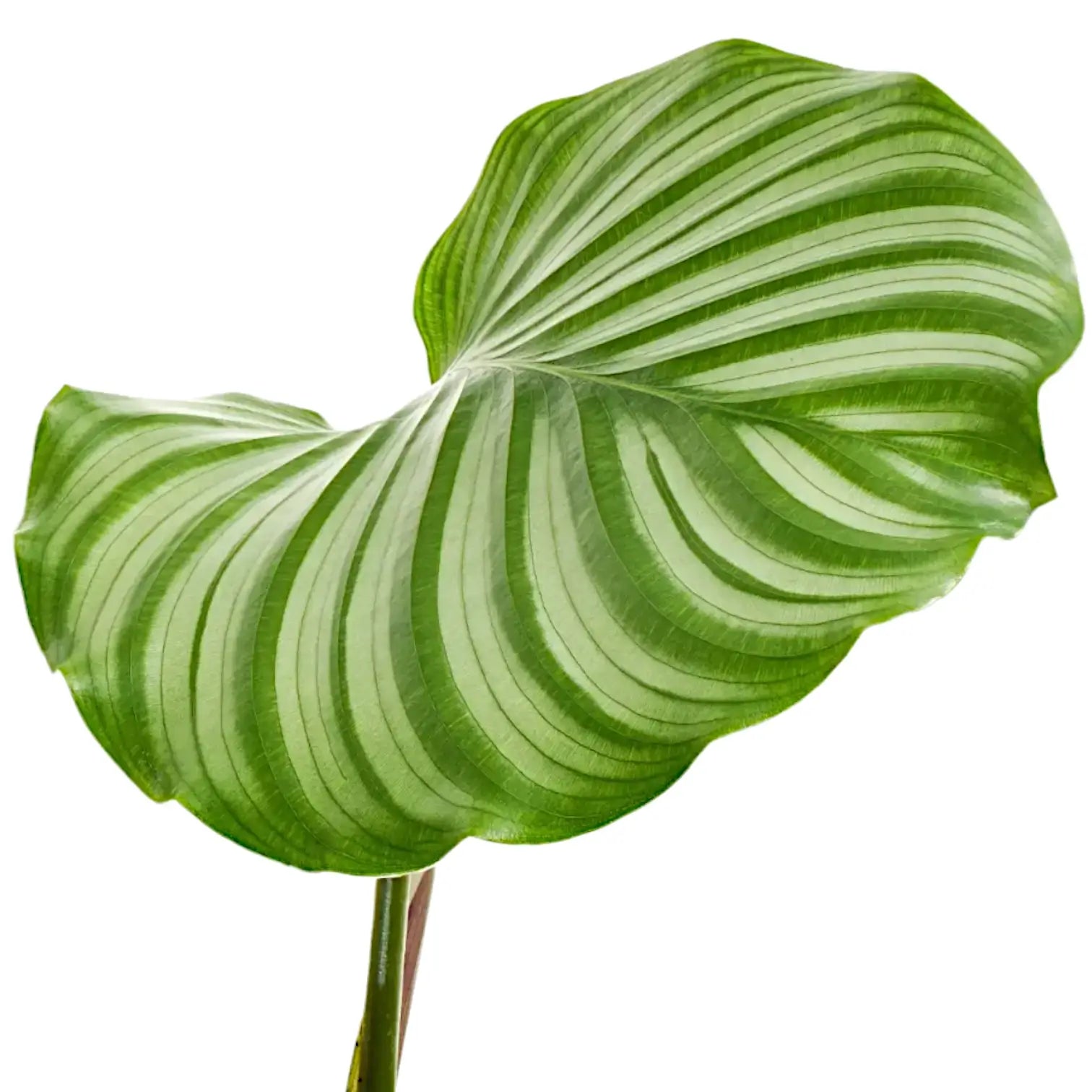 Goeppertia (Calathea) orbifolia – Blattdetail vor weißem Hintergrund..