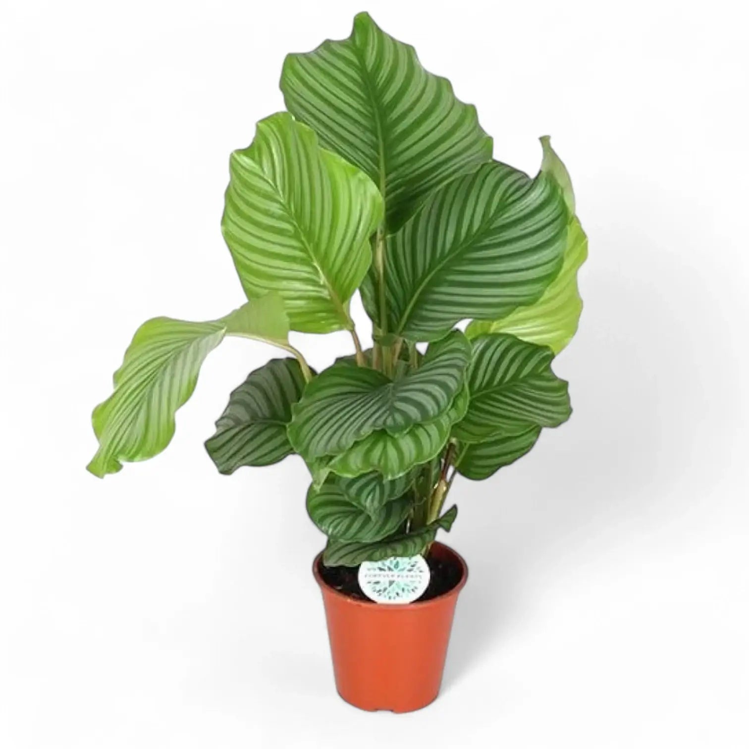 Goeppertia (Calathea) orbifolia potted plant in nursery pot on white background.