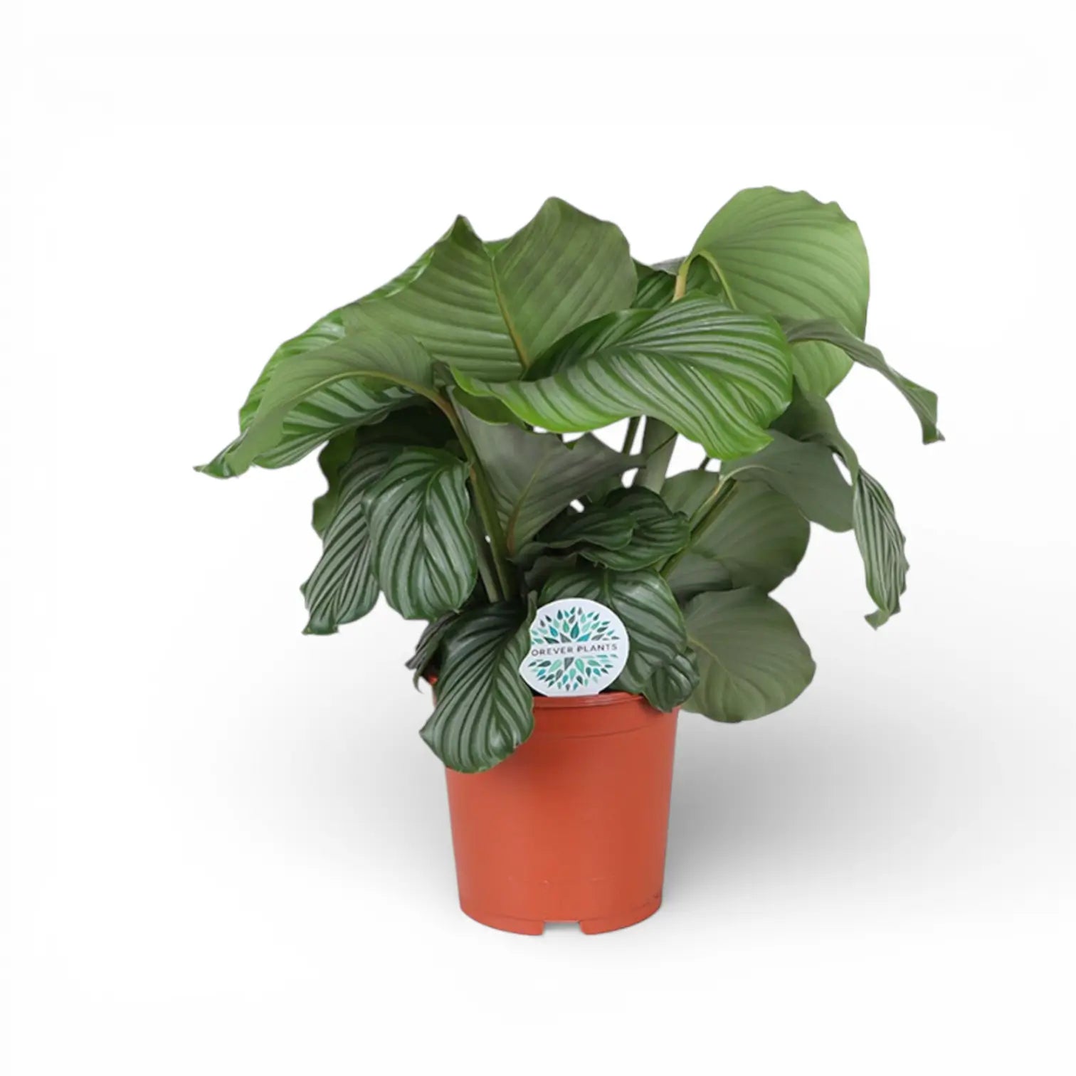 Goeppertia (Calathea) orbifolia potted plant in nursery pot on white background.
