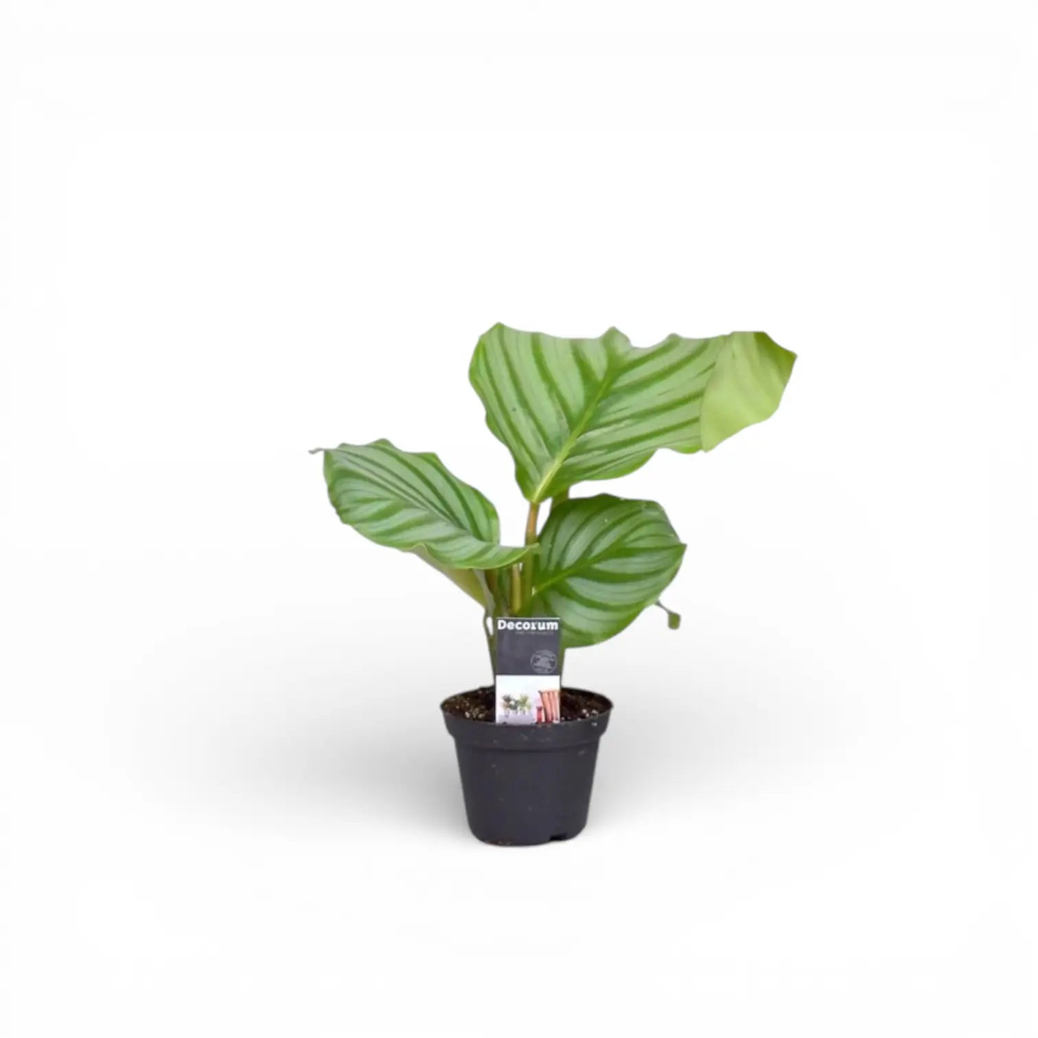 Goeppertia (Calathea) orbifolia potted plant in nursery pot on white background.