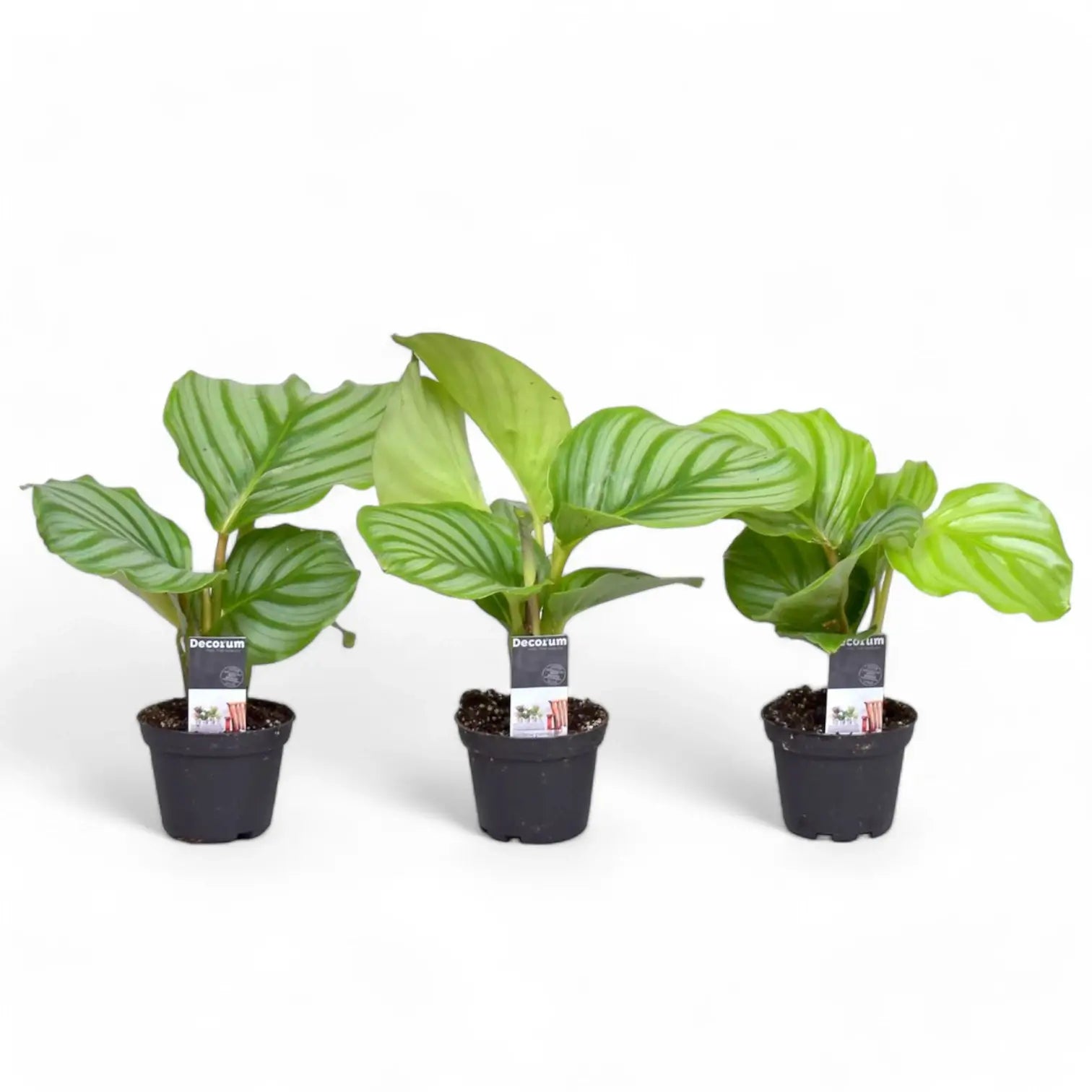 Goeppertia (Calathea) orbifolia potted plant in nursery pot on white background.