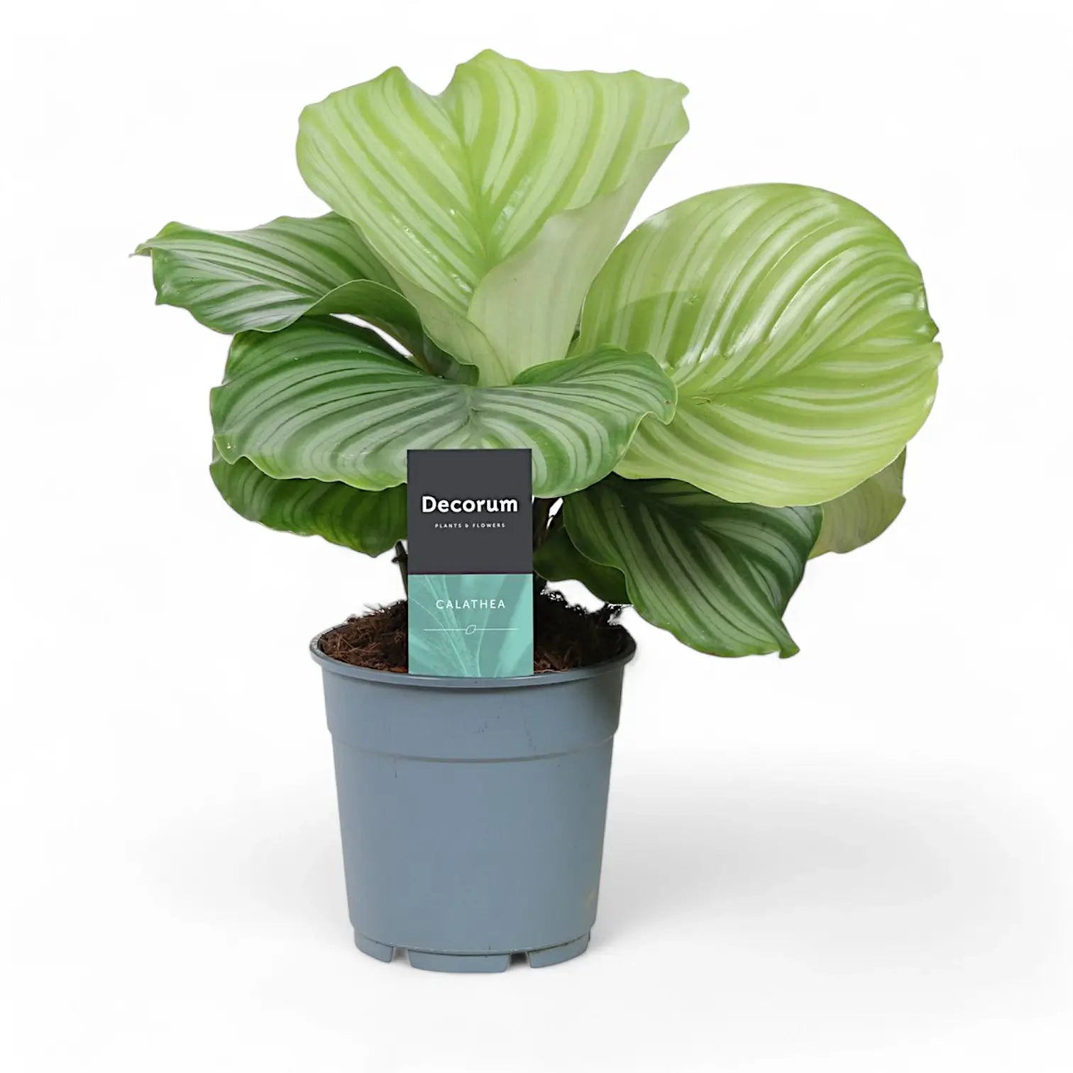 Goeppertia (Calathea) orbifolia potted plant in nursery pot on white background.