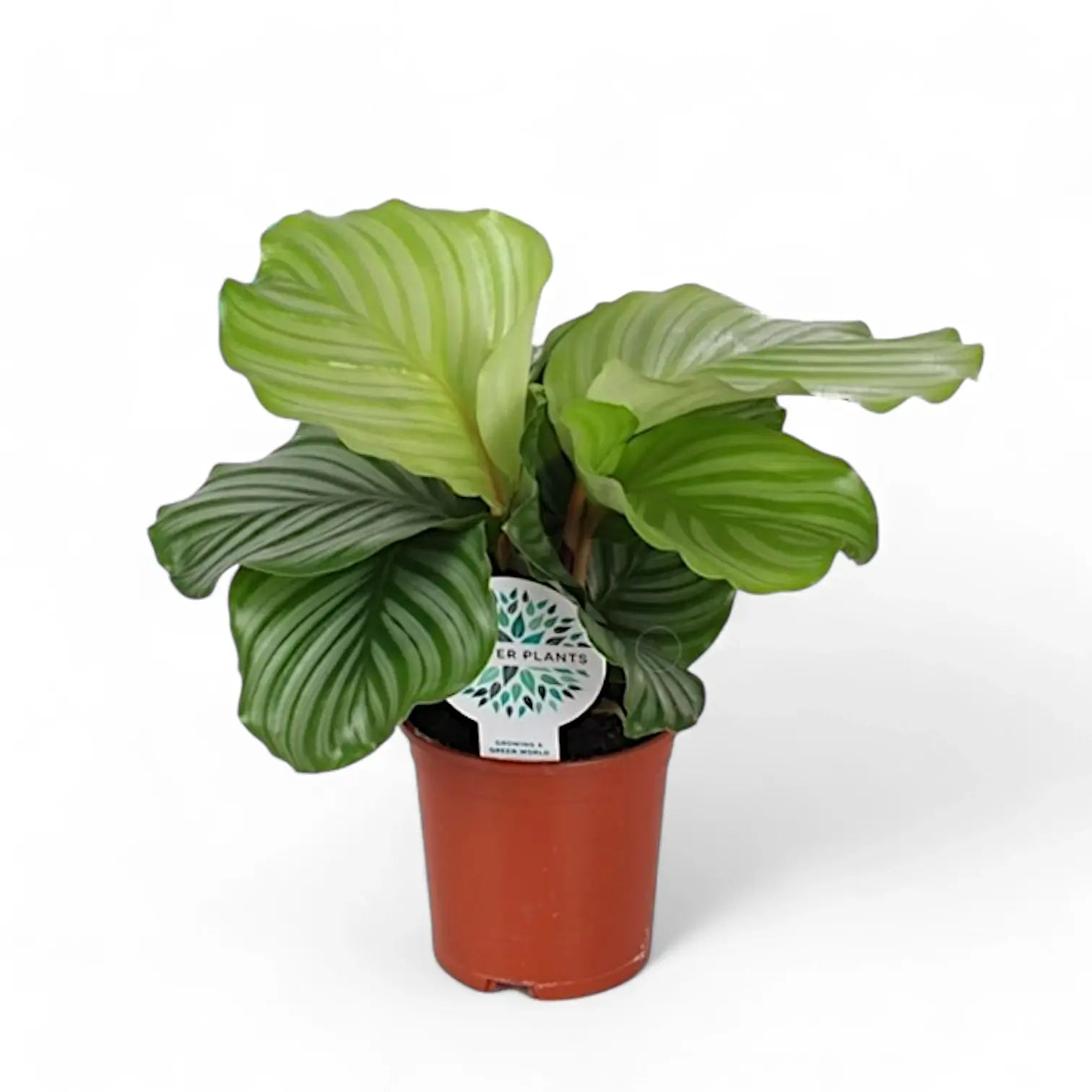 Goeppertia (Calathea) orbifolia potted plant in nursery pot on white background.
