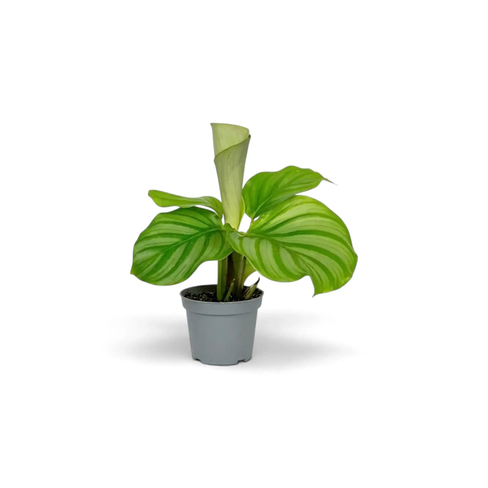 Baby Goeppertia orbifolia in a nursery pot, showing broad green leaves with pale silver-green bands