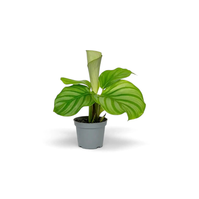 Baby Goeppertia orbifolia in a nursery pot, showing broad green leaves with pale silver-green bands