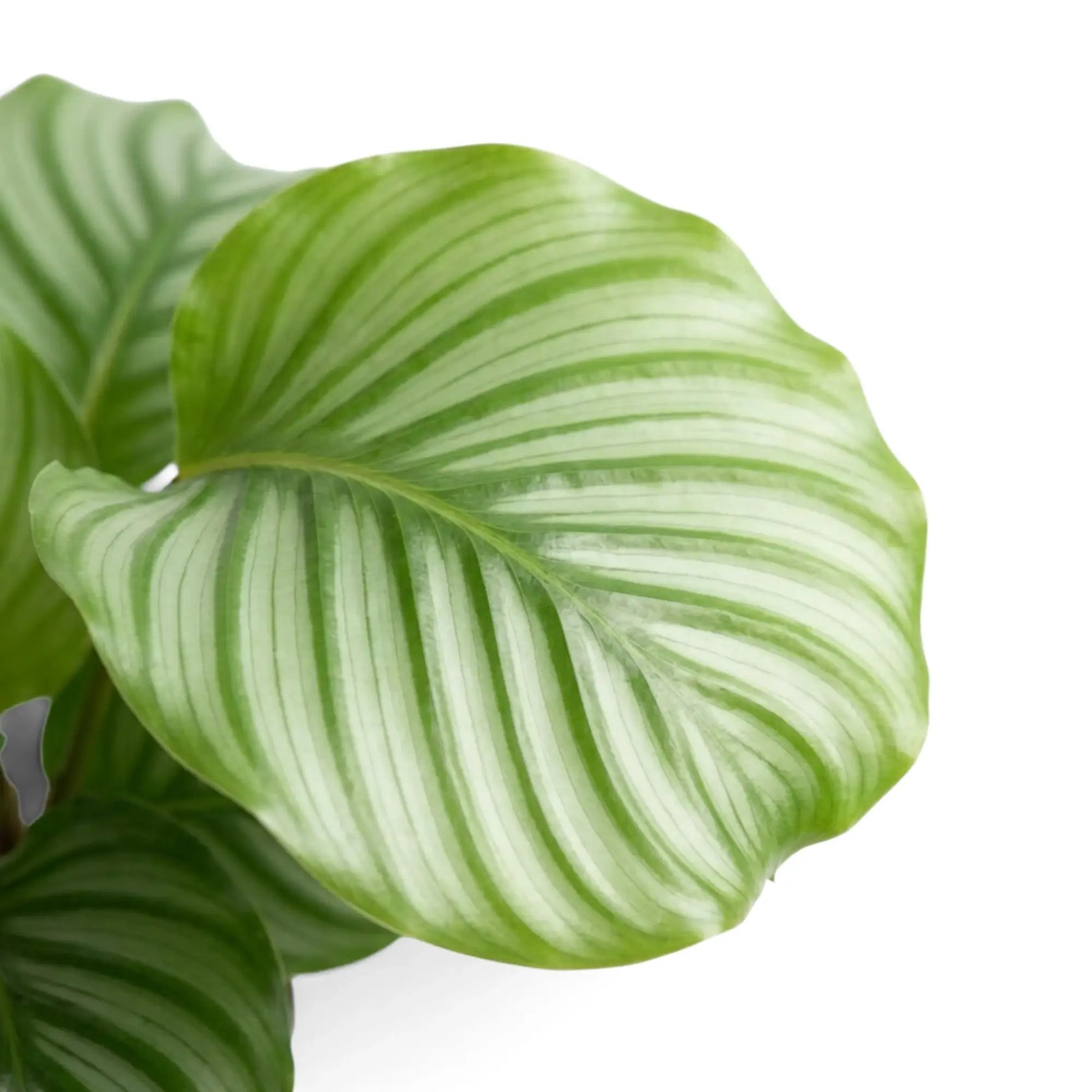 Close-up of Goeppertia orbifolia broad green leaves with pale silver-green bands