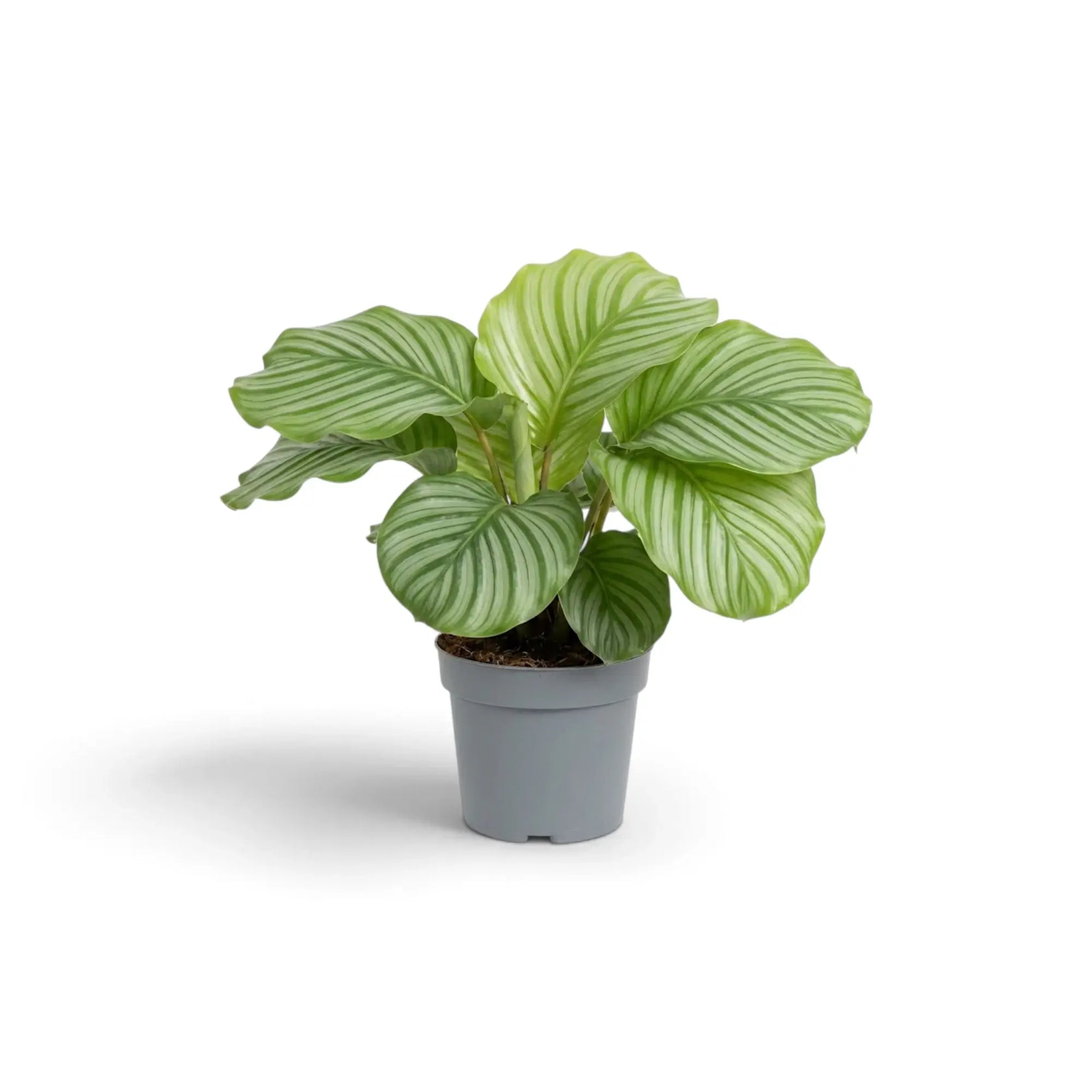 Medium Goeppertia orbifolia in a nursery pot, showing broad green leaves with pale silver-green bands