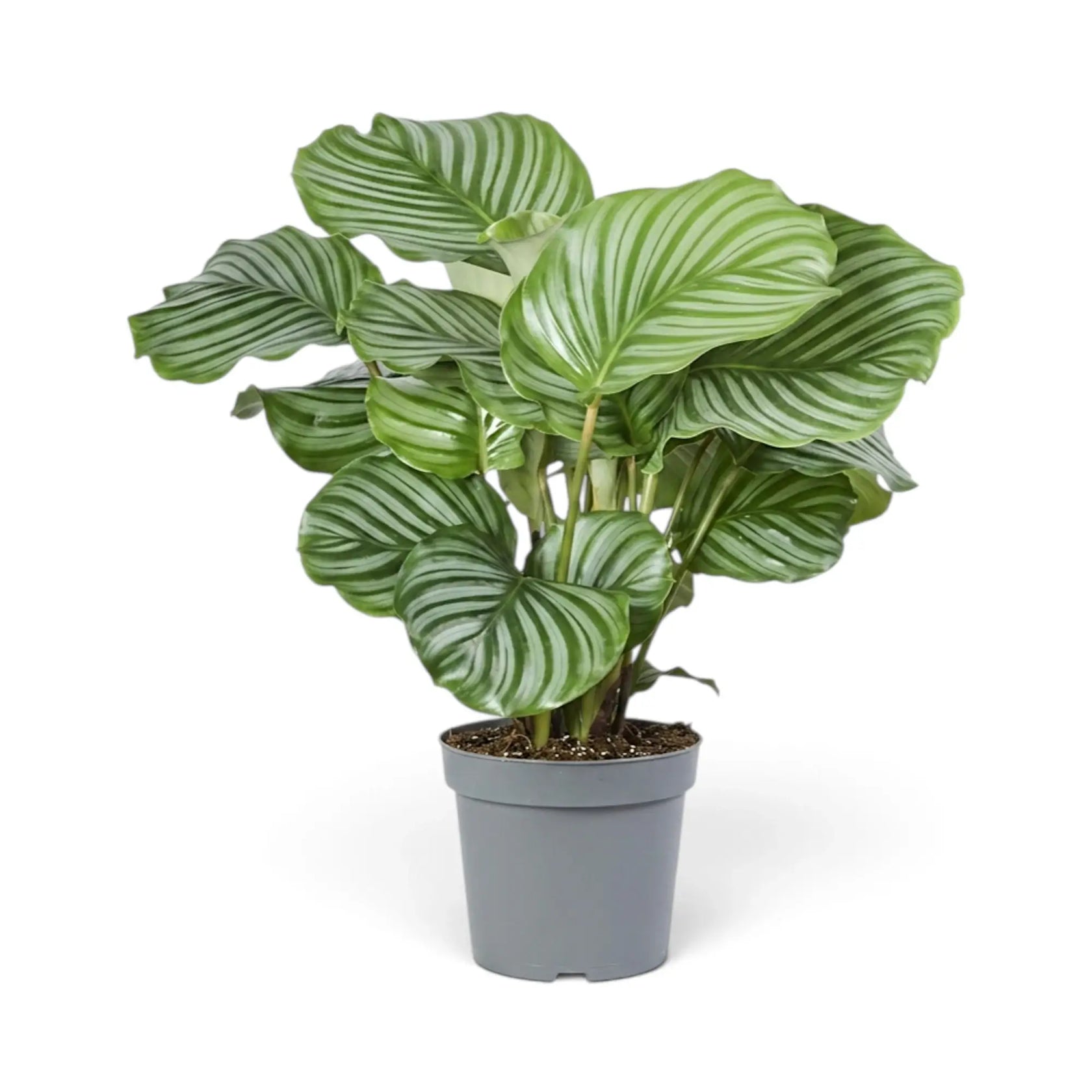 XL Goeppertia orbifolia in a nursery pot, showing broad green leaves with pale silver-green bands