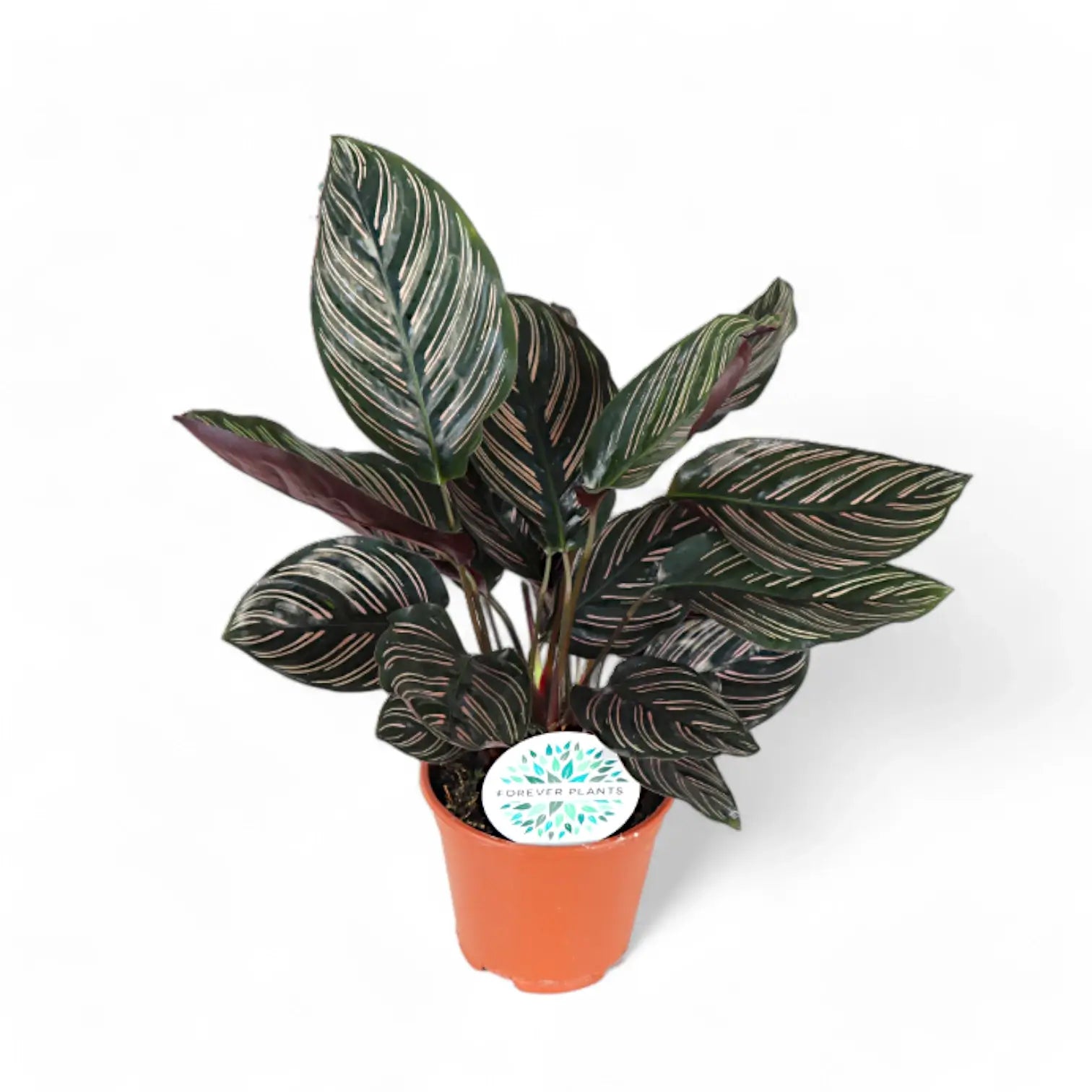 Goeppertia (Calathea) ornata – Topfpflanze im Kulturtopf vor weißem Hintergrund, Produktfoto 6.