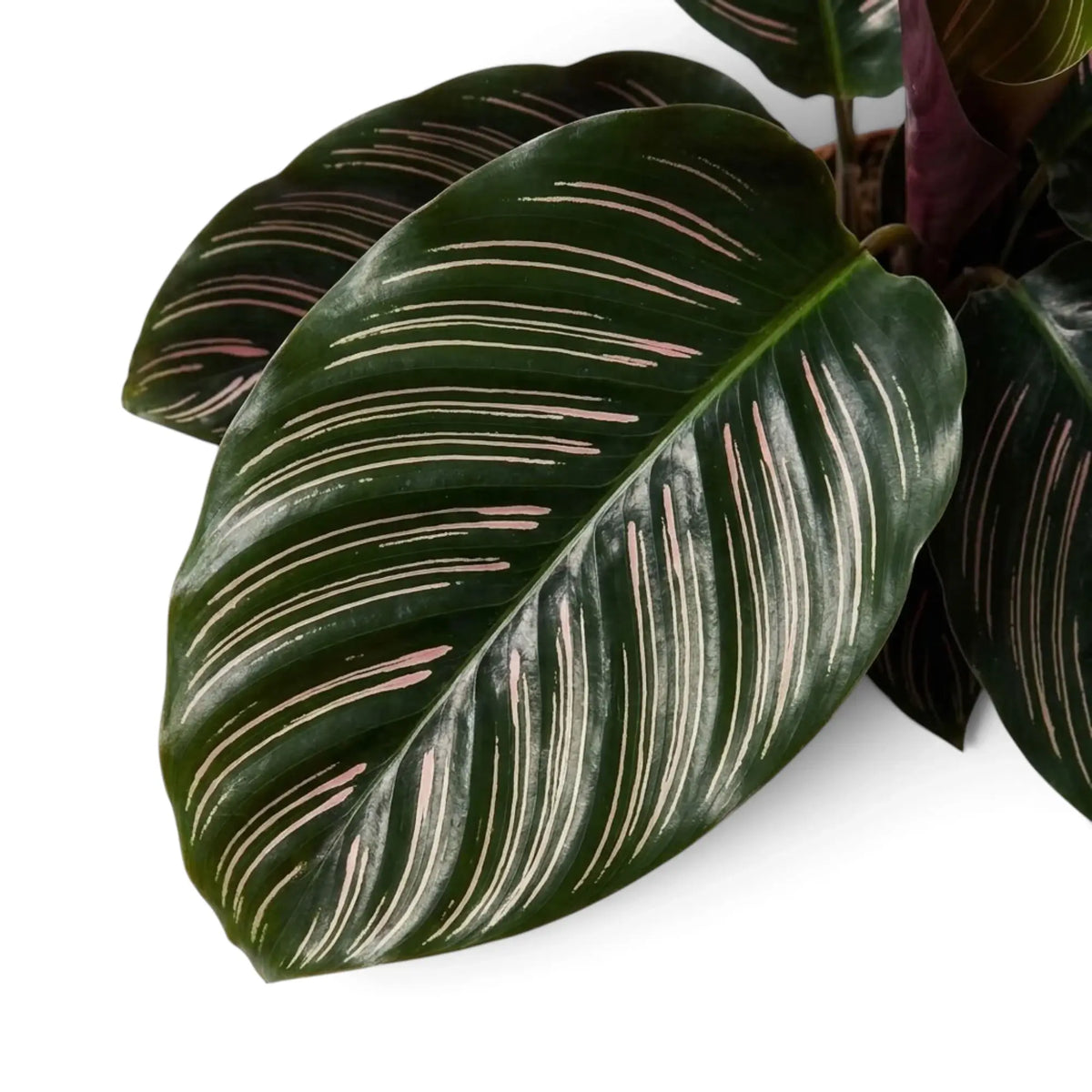 Single dark green Goeppertia ornata leaf marked with fine pink pinstripes