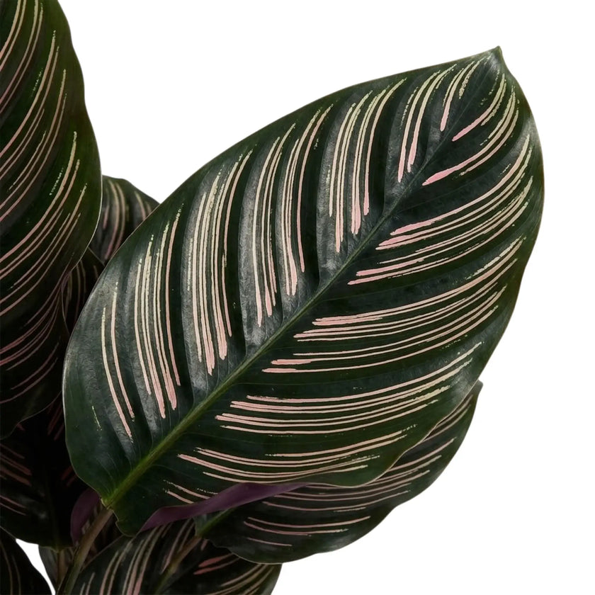 Close-up of pink pinstripes on a single dark green Goeppertia ornata leaf