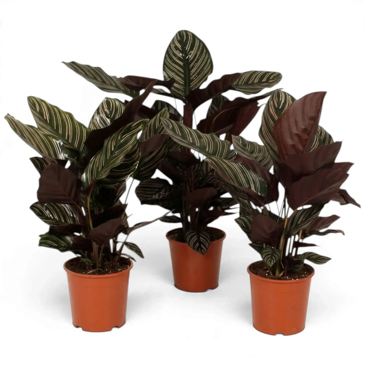 Three large Goeppertia ornata plants with striped leaves in nursery pots