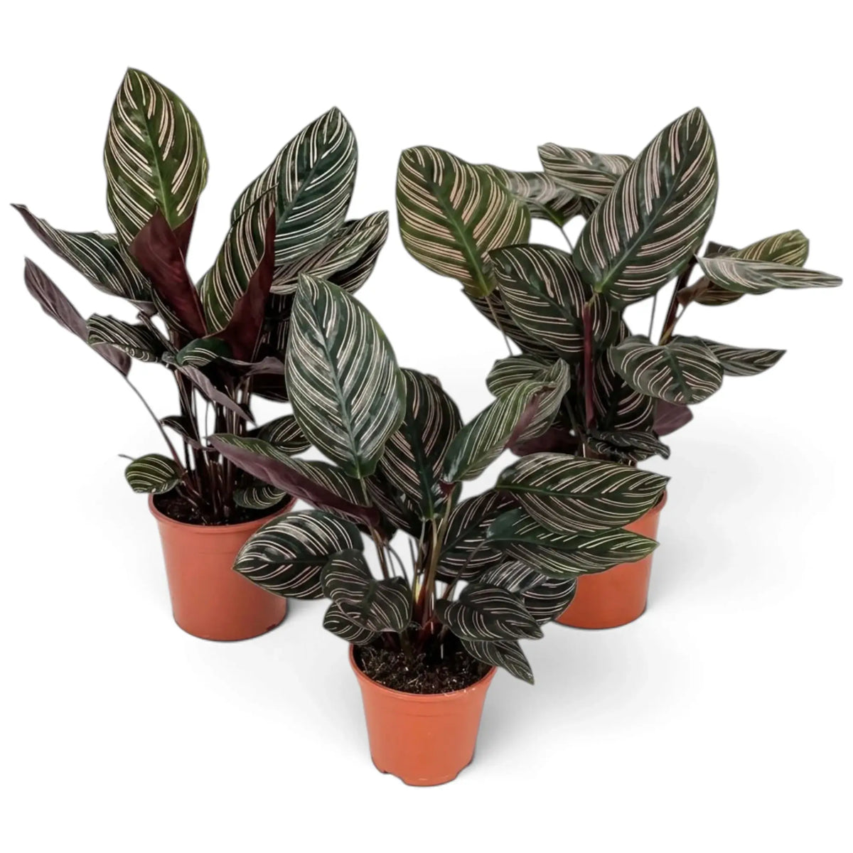 Three medium Goeppertia ornata plants with pink-striped leaves in pots