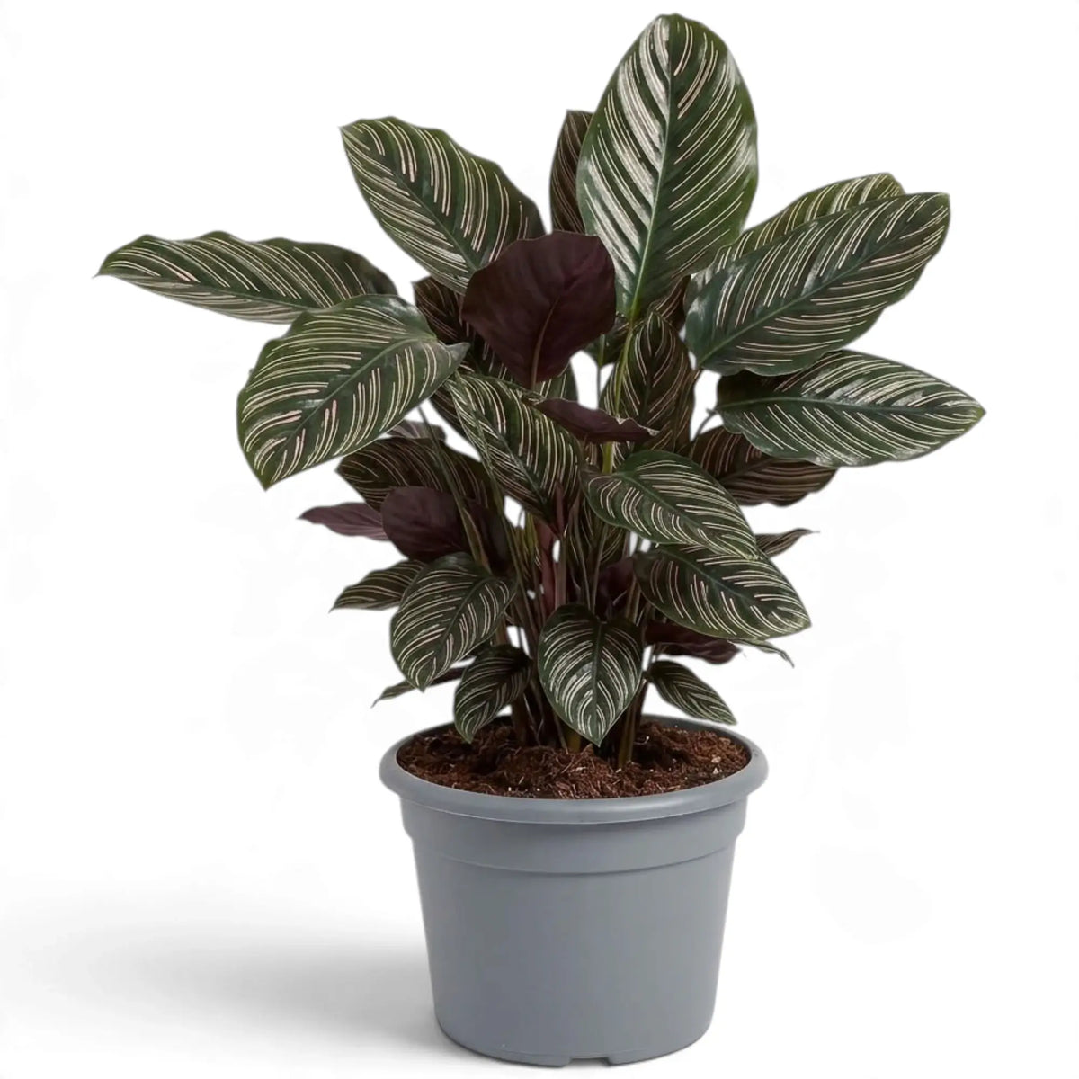 Extra-large Goeppertia ornata in a grey pot with pink-striped leaves