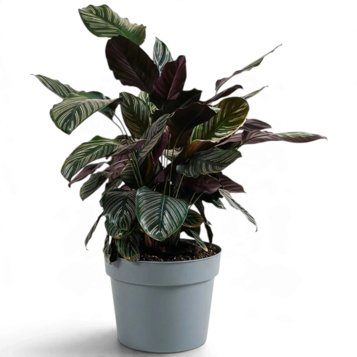 Extra-large Goeppertia ornata with burgundy leaf backs in a grey pot