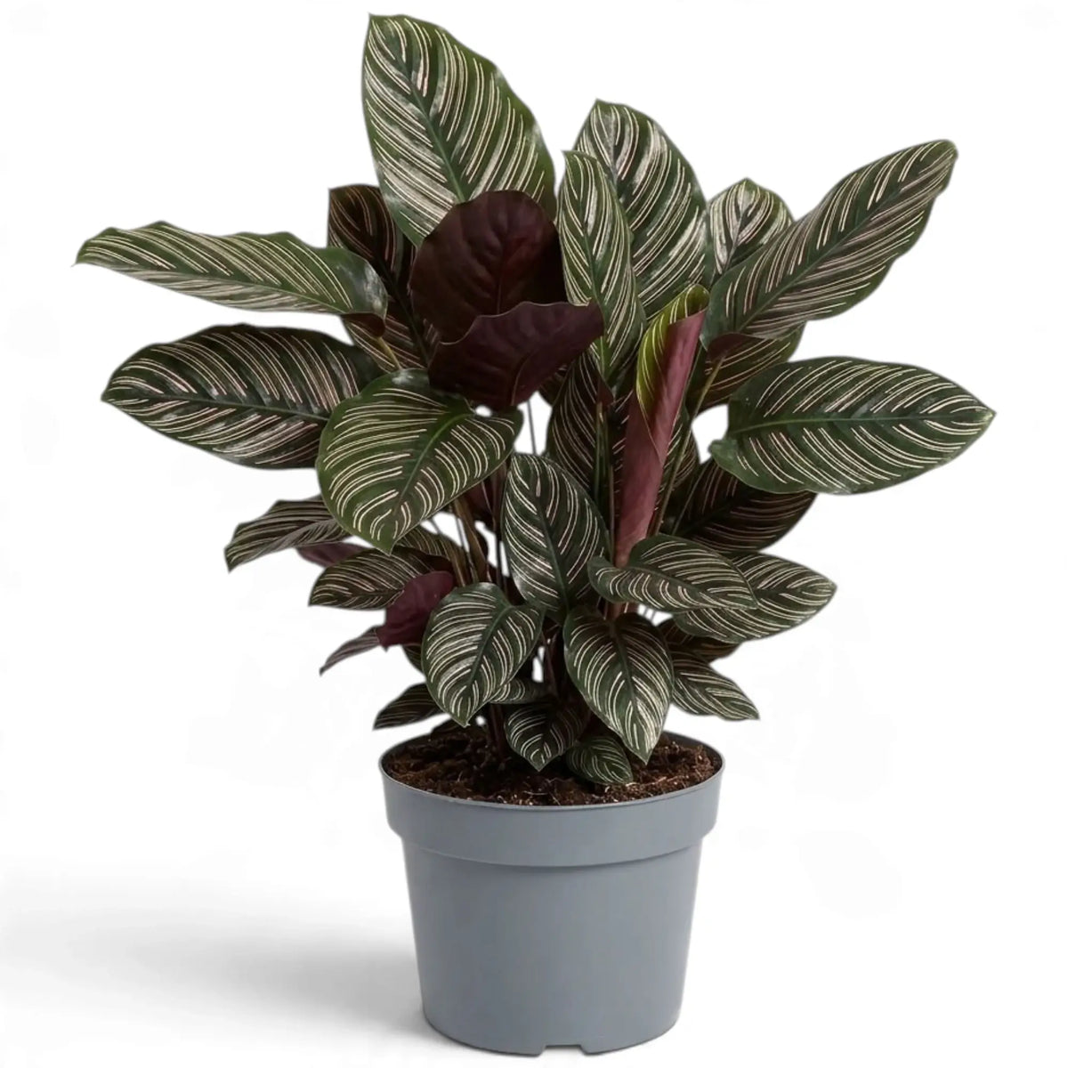 Extra-large potted Goeppertia ornata with striped leaves and purple backs