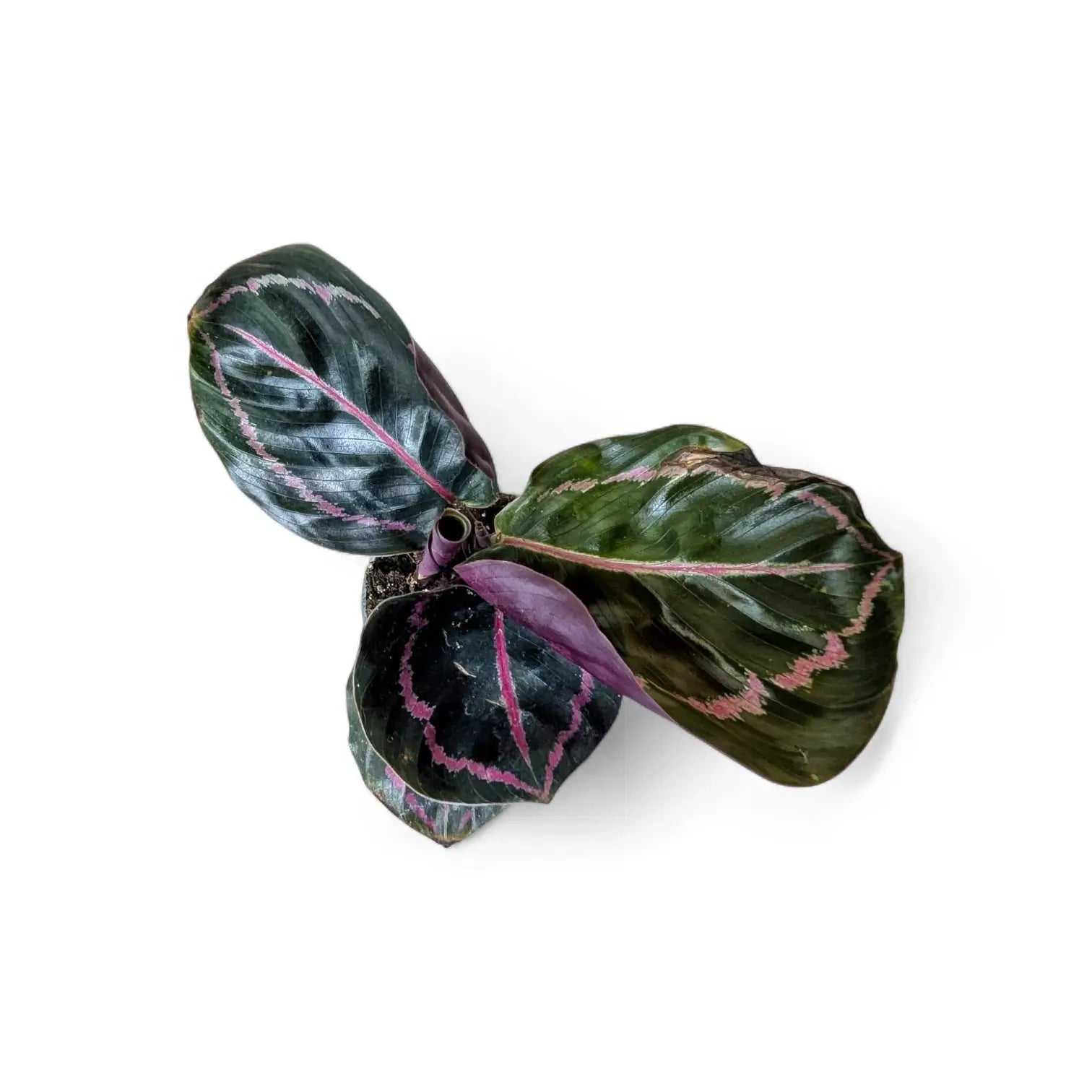 Goeppertia (Calathea) roseopicta 'Dottie' ('Illustrious') – Topfpflanze im Kulturtopf vor weißem Hintergrund, Produktfoto 5.