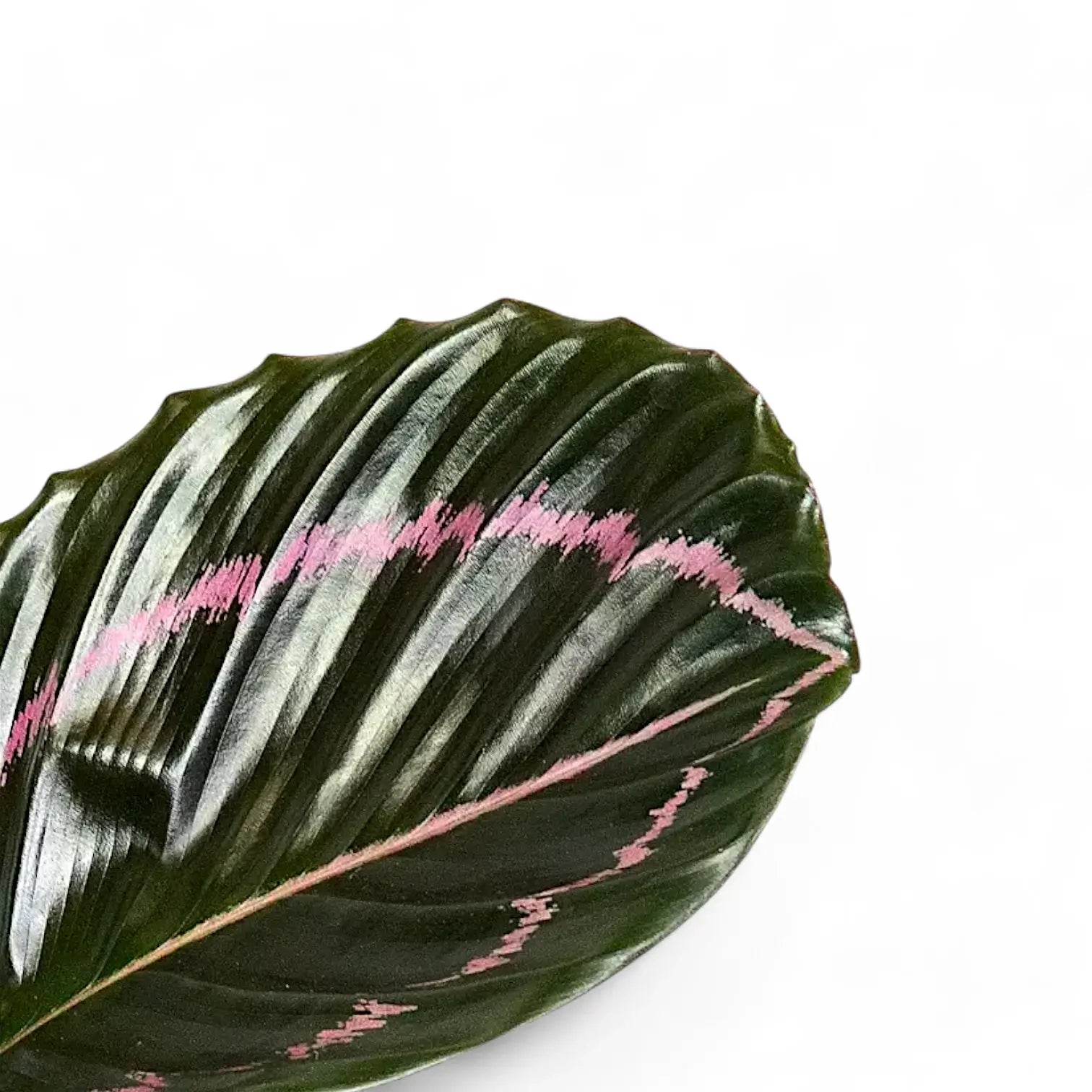 Goeppertia (Calathea) roseopicta 'Dottie' ('Illustrious') – Topfpflanze im Kulturtopf vor weißem Hintergrund, Produktfoto 7.