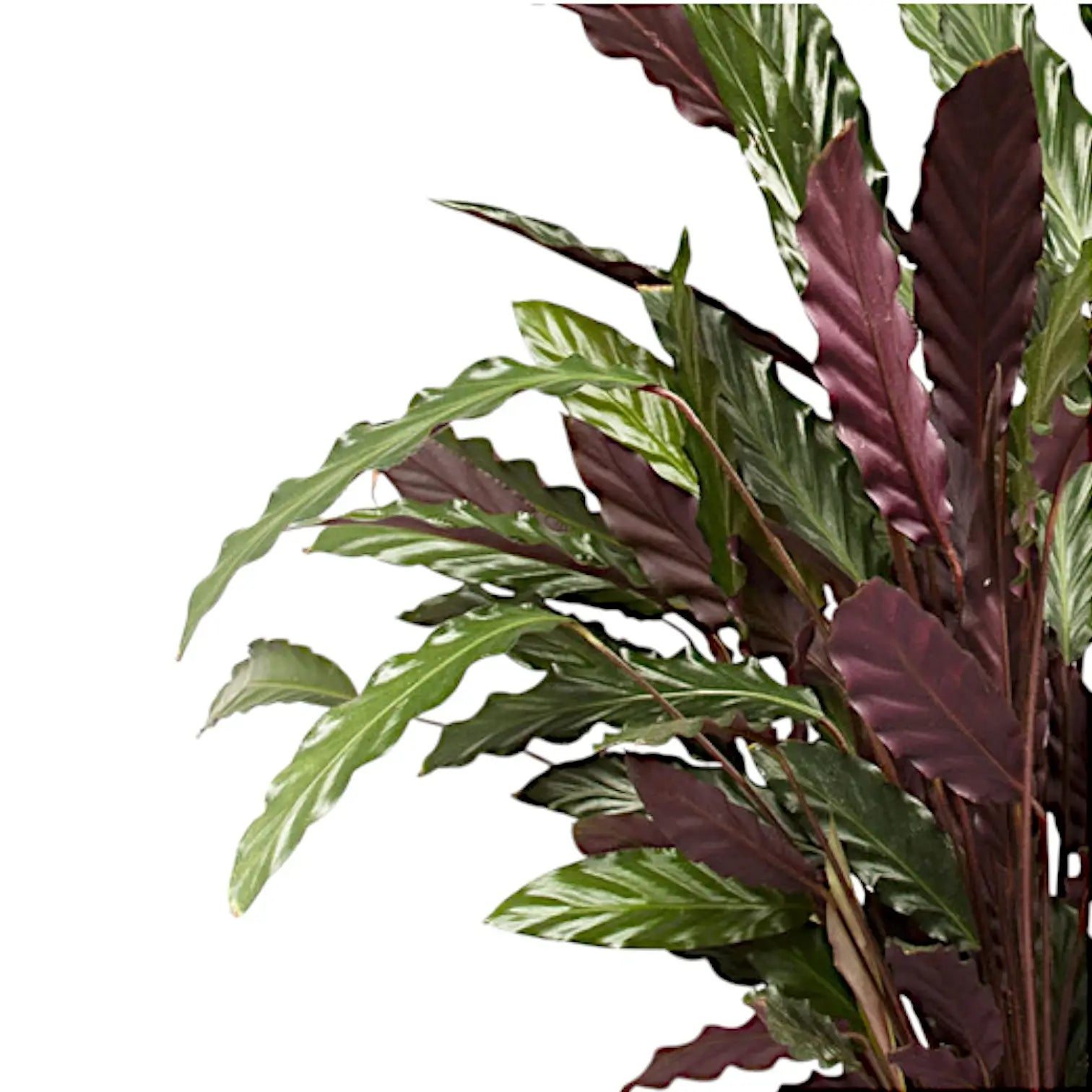 Goeppertia (Calathea) rufibarba – Blattdetail vor weißem Hintergrund..