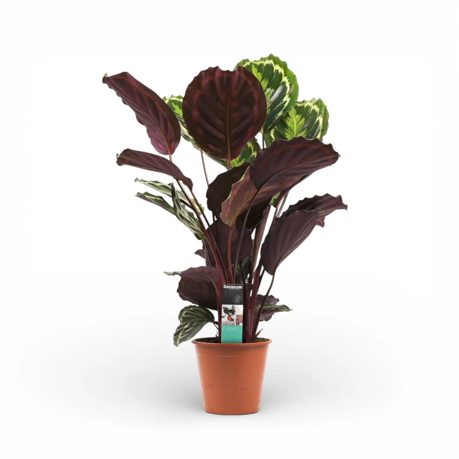 Goeppertia (Calathea) veitchiana 'Medaillon' potted plant in nursery pot on white background.
