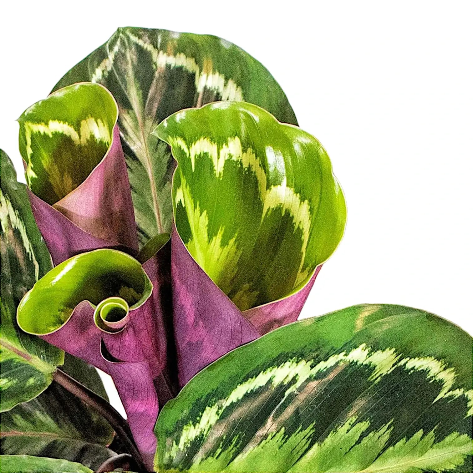 Goeppertia (Calathea) veitchiana 'Medaillon' potted plant in nursery pot on white background.