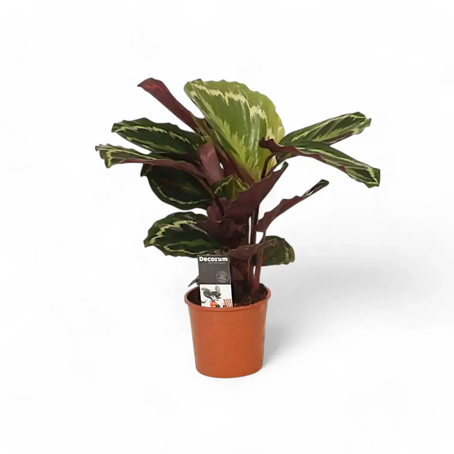 Goeppertia (Calathea) veitchiana 'Medaillon' potted plant in nursery pot on white background.