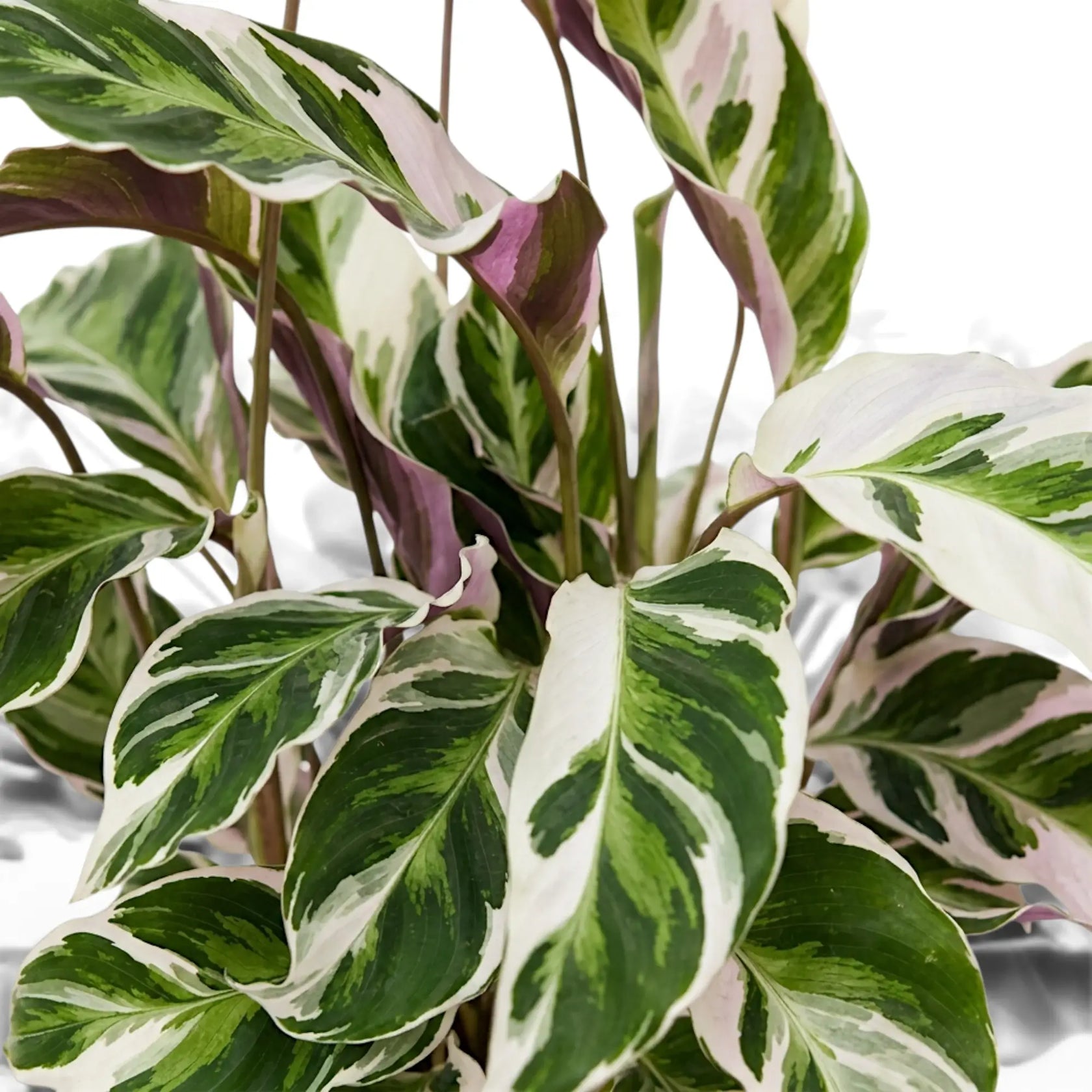 Detailed view of upright Goeppertia ‘White Fusion’ variegated leaves