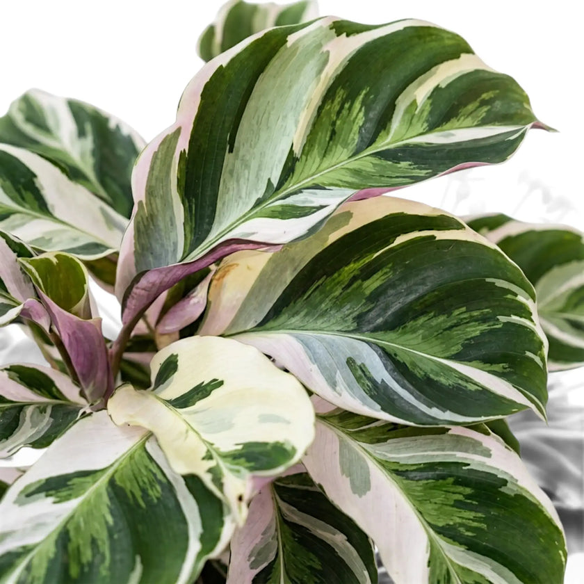 Nahaufnahme der weiß, grün und lilafarben panaschierten Blätter von Goeppertia ‘White Fusion’