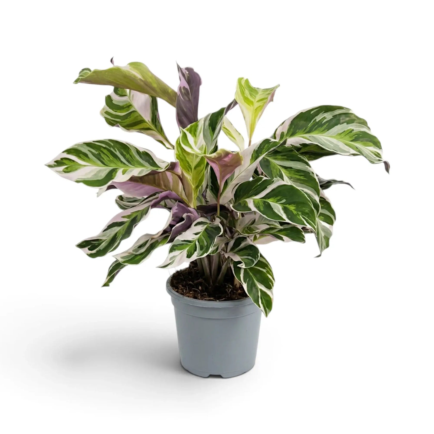 Goeppertia ‘White Fusion’ with white-and-green foliage in a grey nursery pot