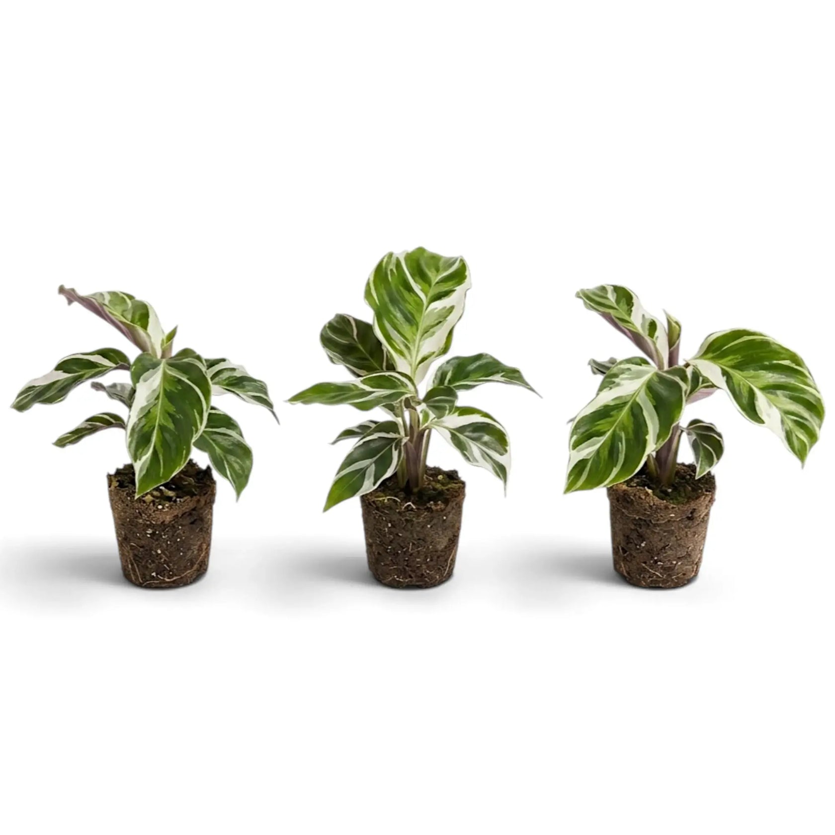 Three Goeppertia ‘White Fusion’ plug plants with variegated foliage