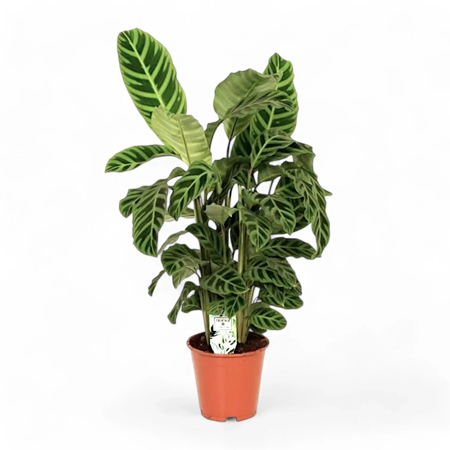 Goeppertia (Calathea) zebrina potted plant in nursery pot on white background.