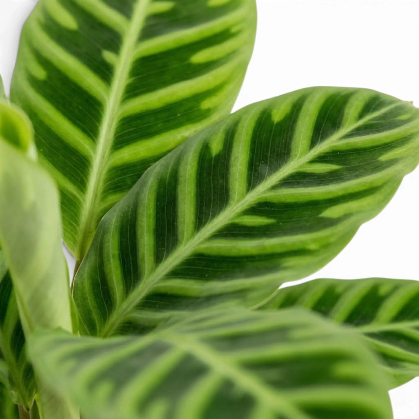 Goeppertia zebrina leaf close-up with broad light green bands across a dark green leaf