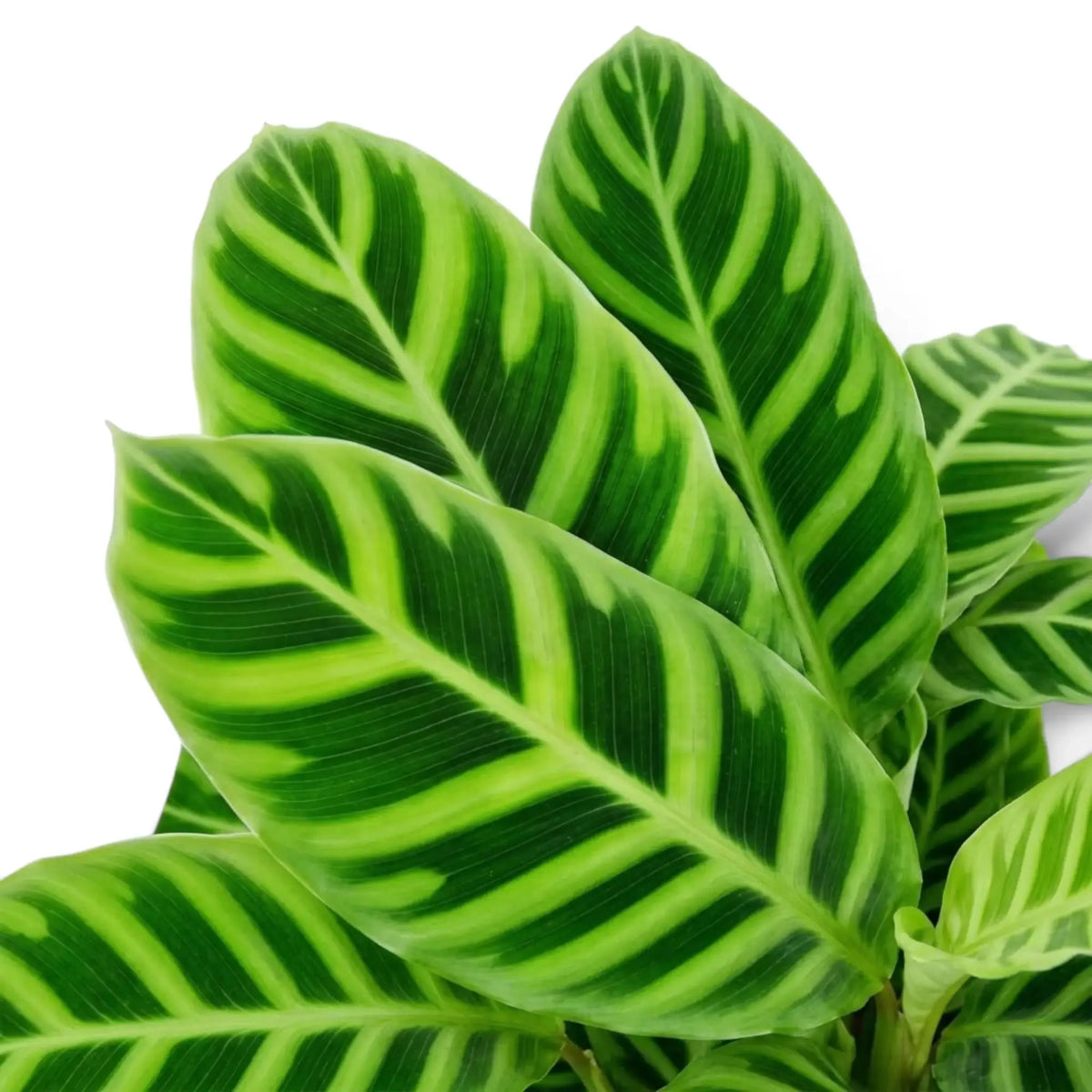 Nahaufnahme der Blätter von Goeppertia zebrina mit überlappenden leuchtend grünen Blättern und dunklen Zebrastreifen