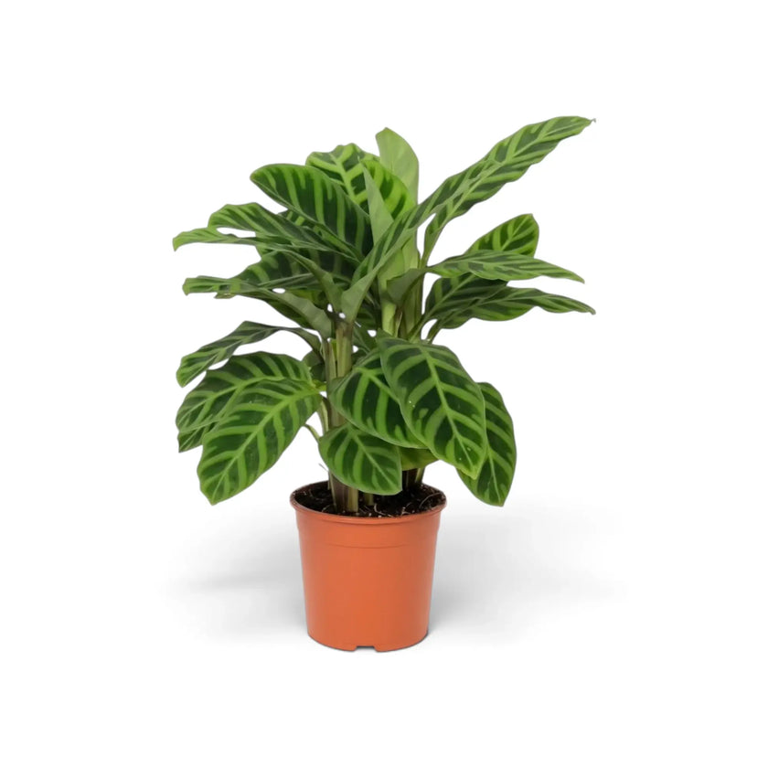 Goeppertia zebrina in an orange nursery pot with a clump of broad green leaves marked by dark bands