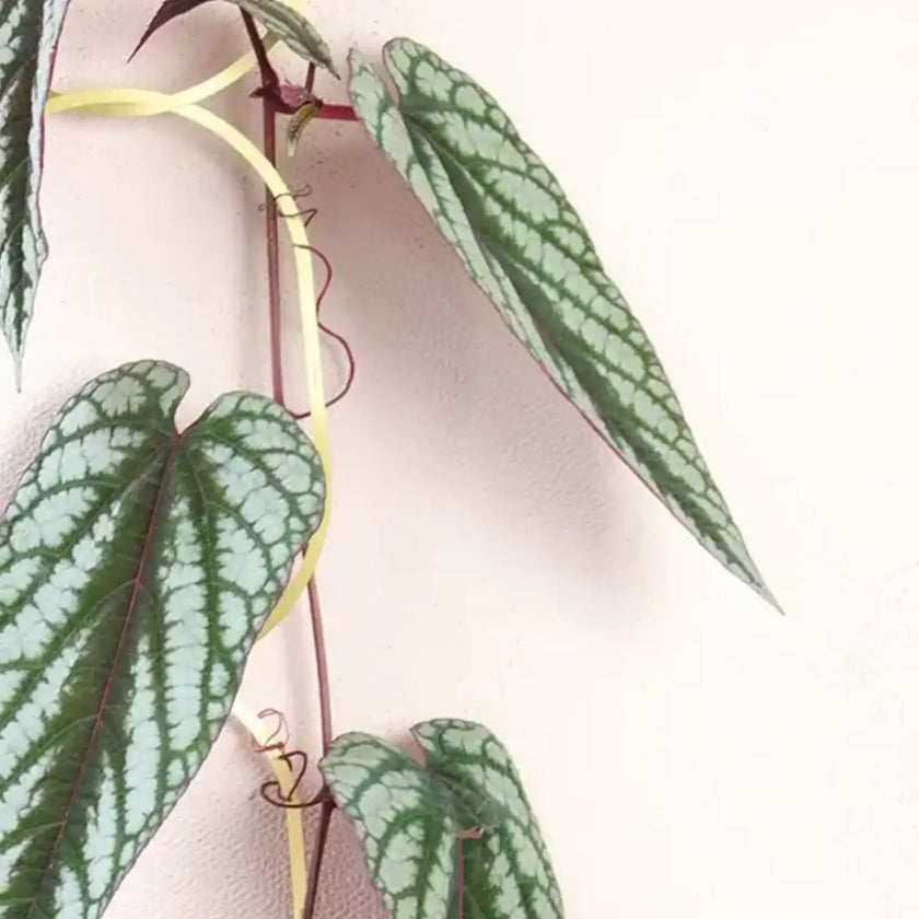 Golden Brass Chain – Plant Support for climbing plants on white background.